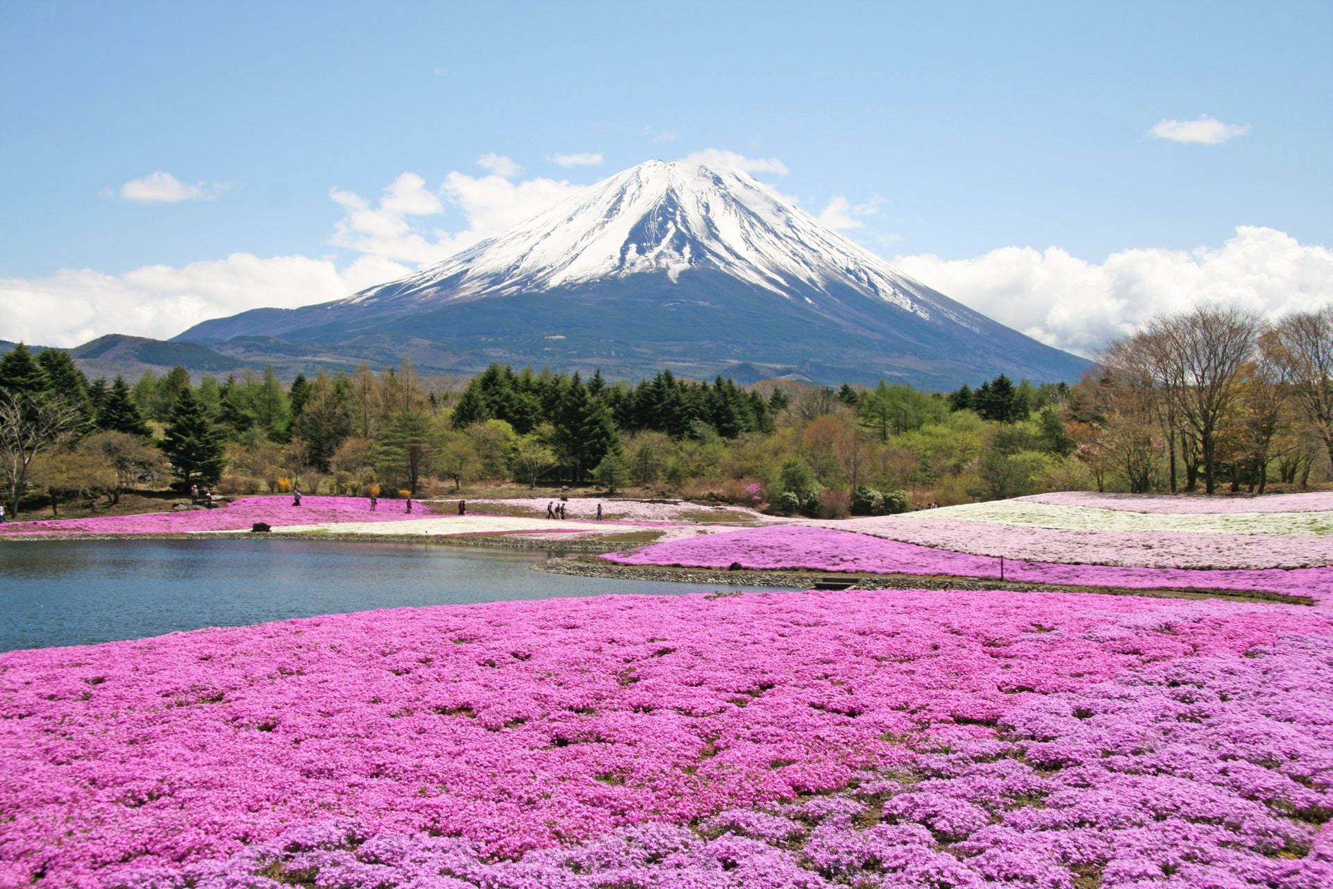 以富士山和湖泊為背景的粉紅色花田