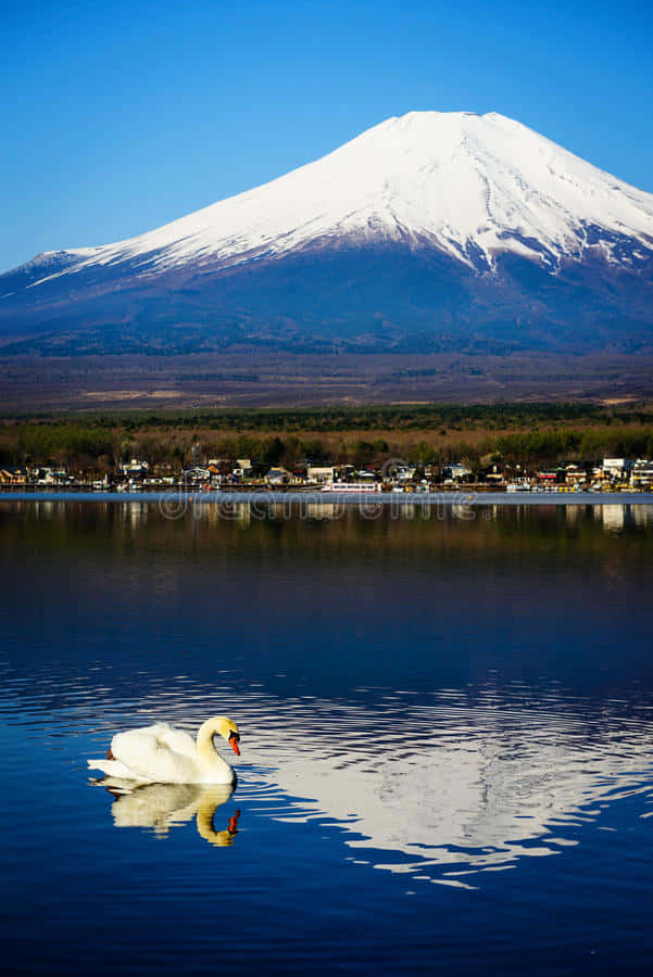 一隻白天鵝在湖上游水，富士山倒映在水中。