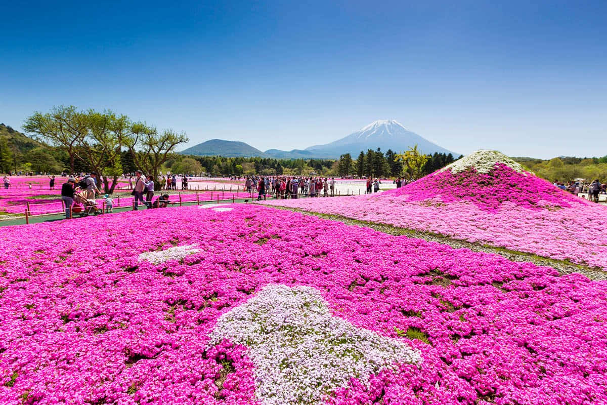 粉紅色苔蘚福祿考田野，帶有白色圖案，背景為富士山。