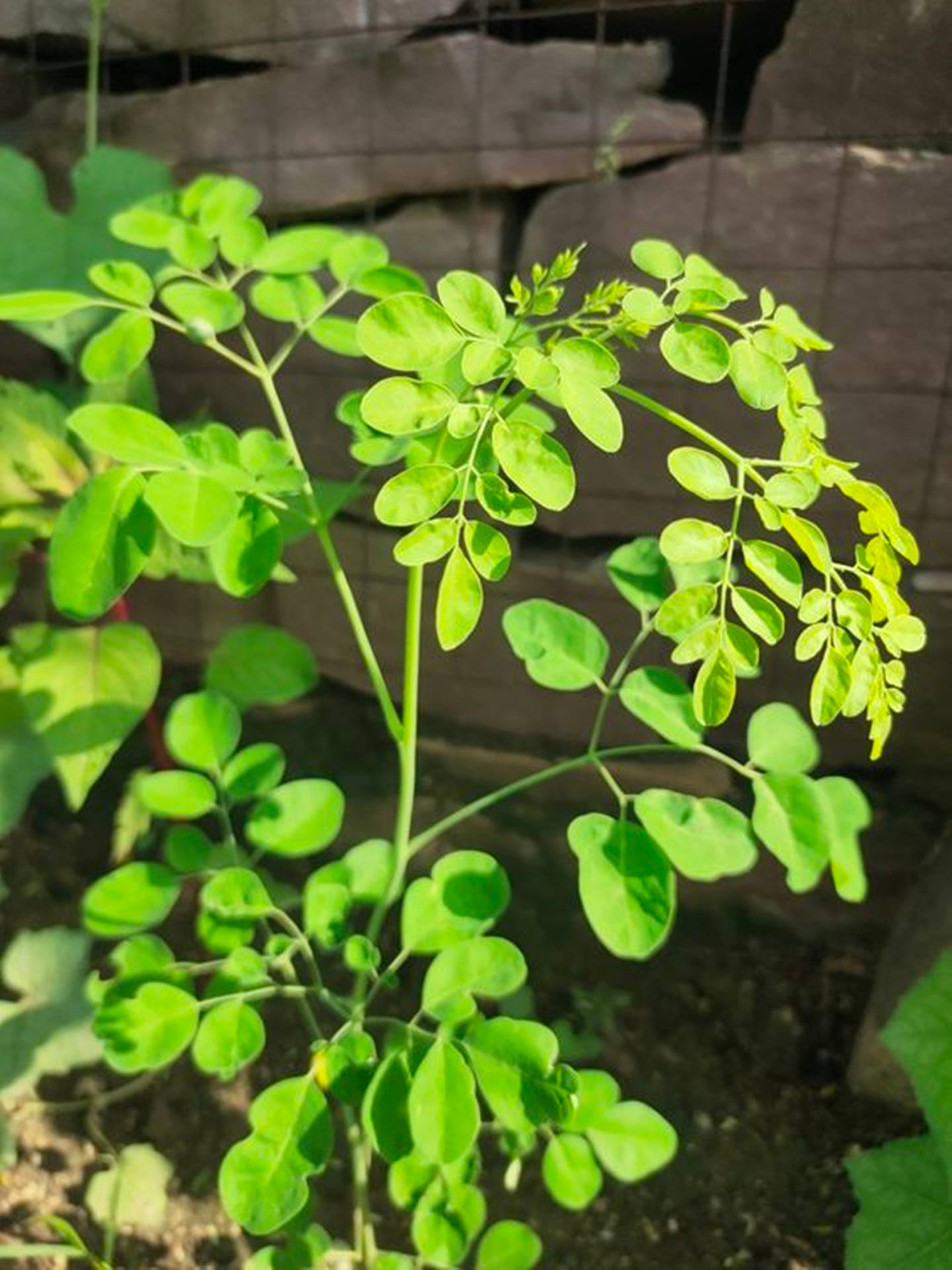 在花園中靠著石牆生長的茂盛綠色辣木植物。