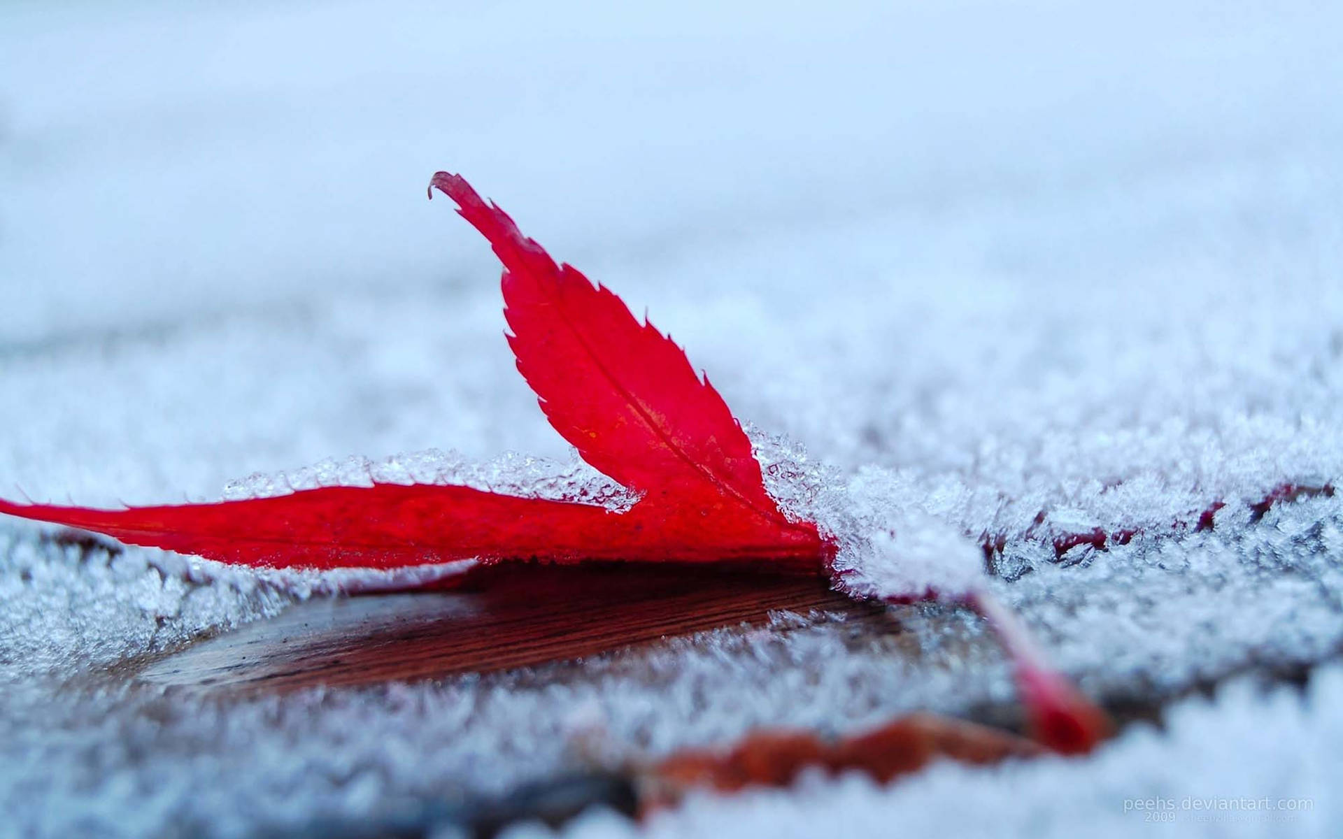 冬天木質表面上被雪覆蓋的亮紅色葉子。