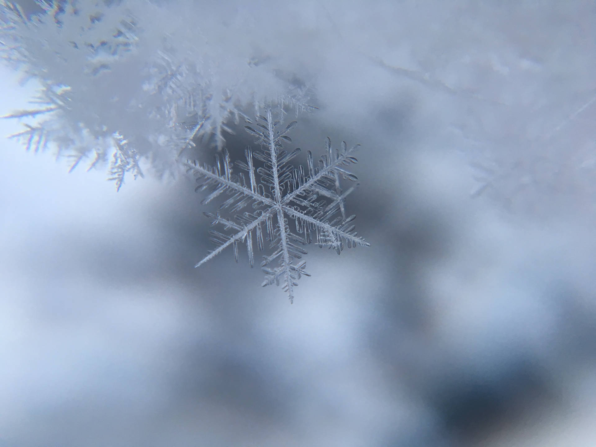 特寫鏡頭：一片精緻的雪花在結霜的表面上，背景柔和藍色。