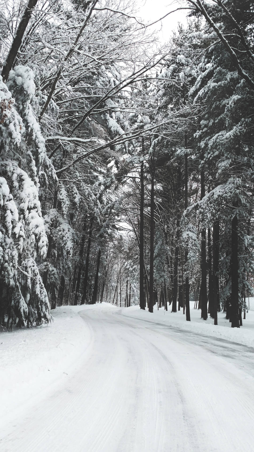 冬季積雪的森林道路蜿蜒穿過高大的常綠樹。