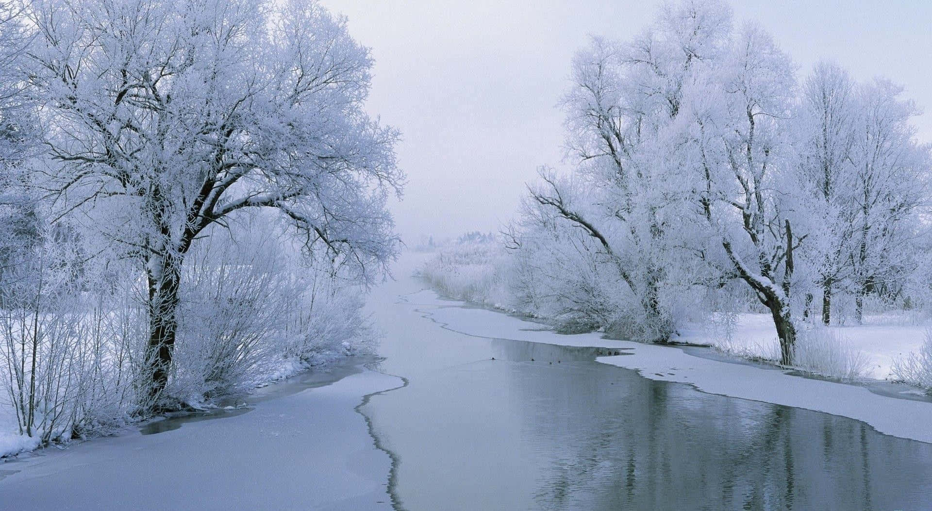 積雪覆蓋的樹木框住了一條結冰的河流，構成寧靜的冬日景觀。