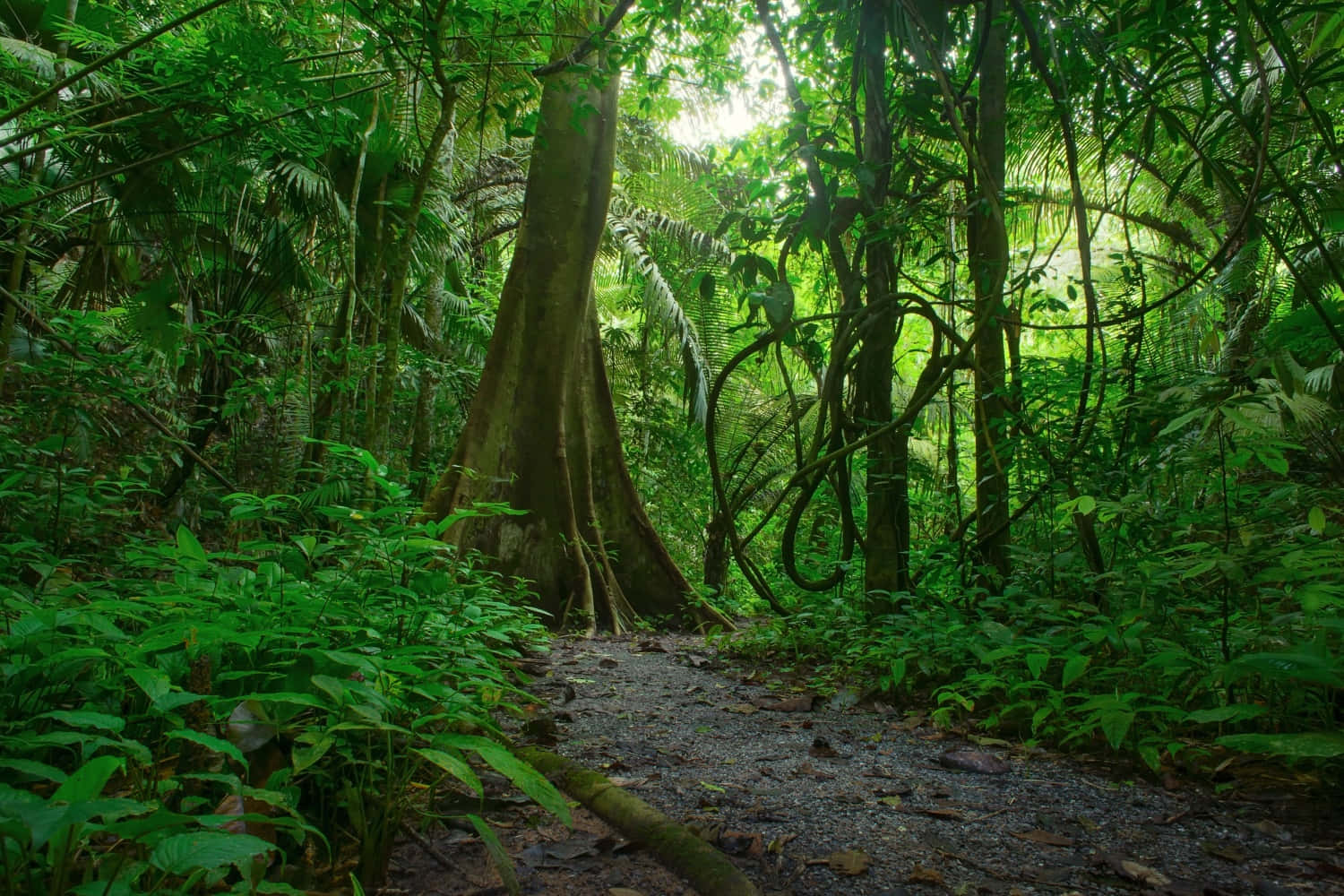 寧靜叢林之旅 壁紙 — 一條蜿蜒的泥土小徑穿過茂密的熱帶叢林，高聳的樹木和斑駁的陽光透過樹冠灑落。