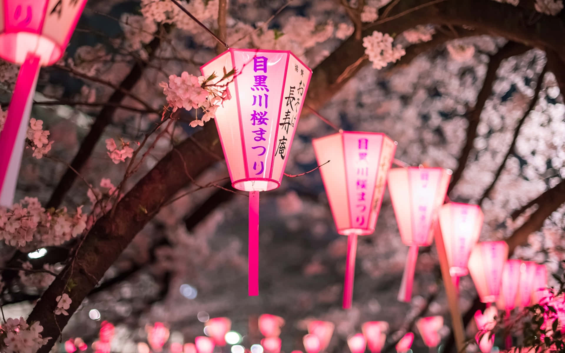 在日本節日的夜晚，粉紅色燈籠懸掛在櫻花之間。