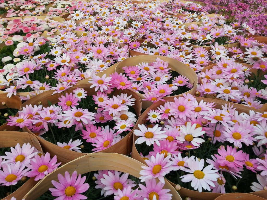 田野中編織竹籃裡的粉紅色和白色雛菊