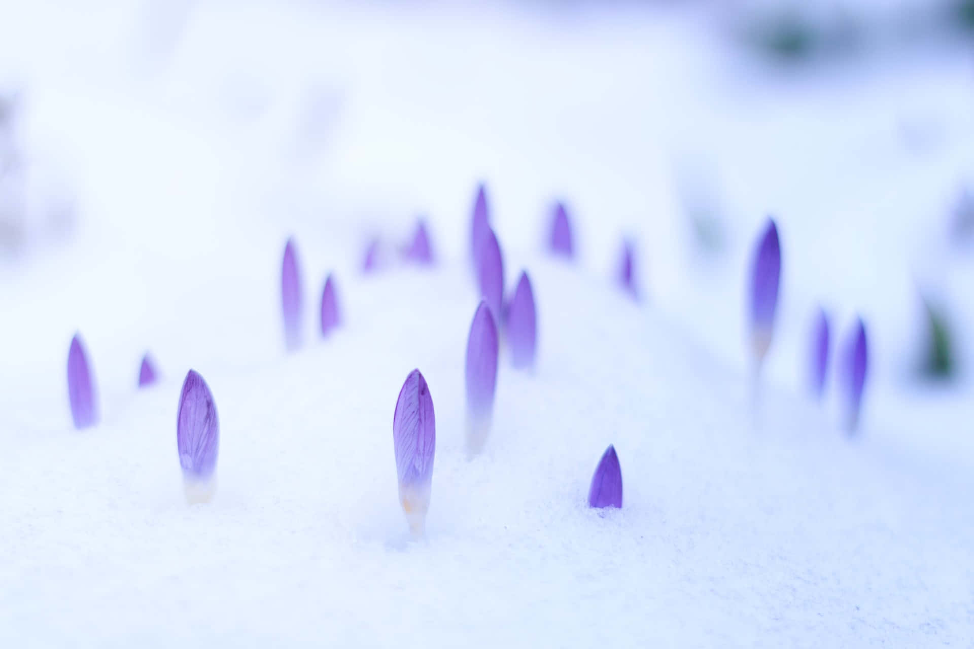 紫色番紅花在冬天從雪中擠出。