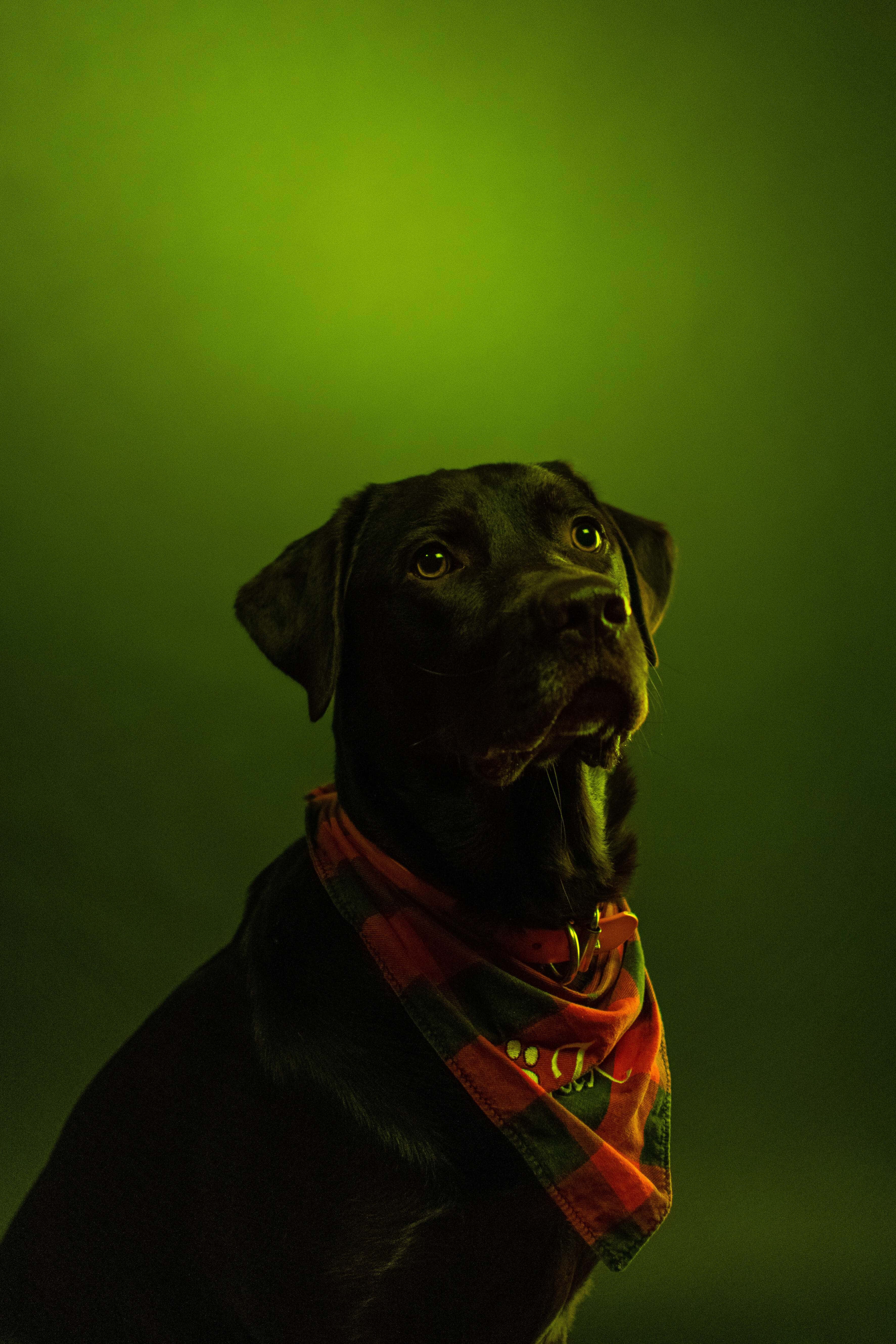 寧靜日出映照雄偉山巒 壁紙 — 一隻黑色拉布拉多犬戴著紅色格仔頭巾，在發光的綠色背景下向上凝視。