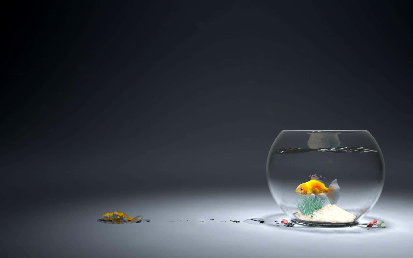 一條金魚在玻璃碗中，灰色表面上有散落的碎片。