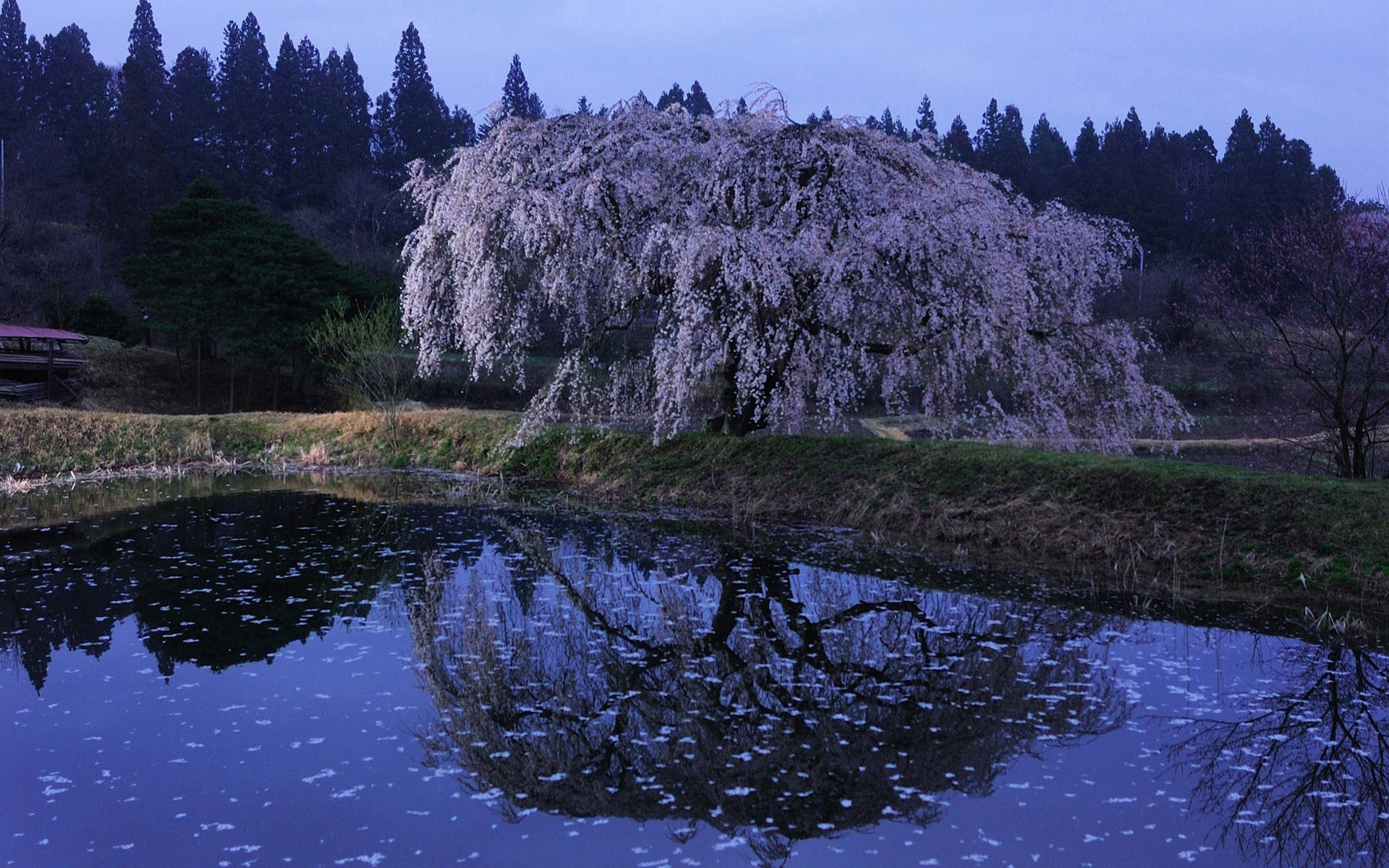 垂櫻帶有粉紅色花朵，倒映在暮色中的平靜池塘。