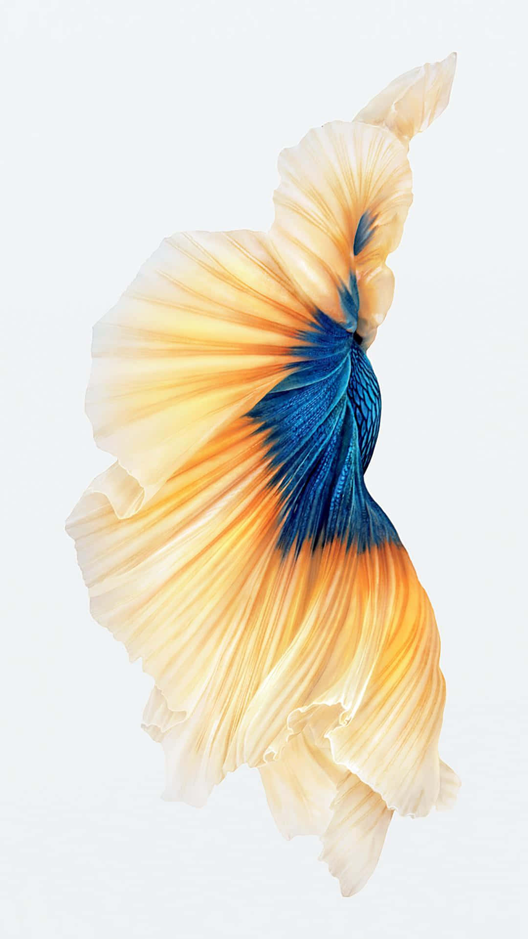 寧靜海灘上的迷人日落 壁紙 — 一條色彩鮮豔的鬥魚，帶有流動的橙色和藍色魚鰭，襯托在柔和的白色背景上。