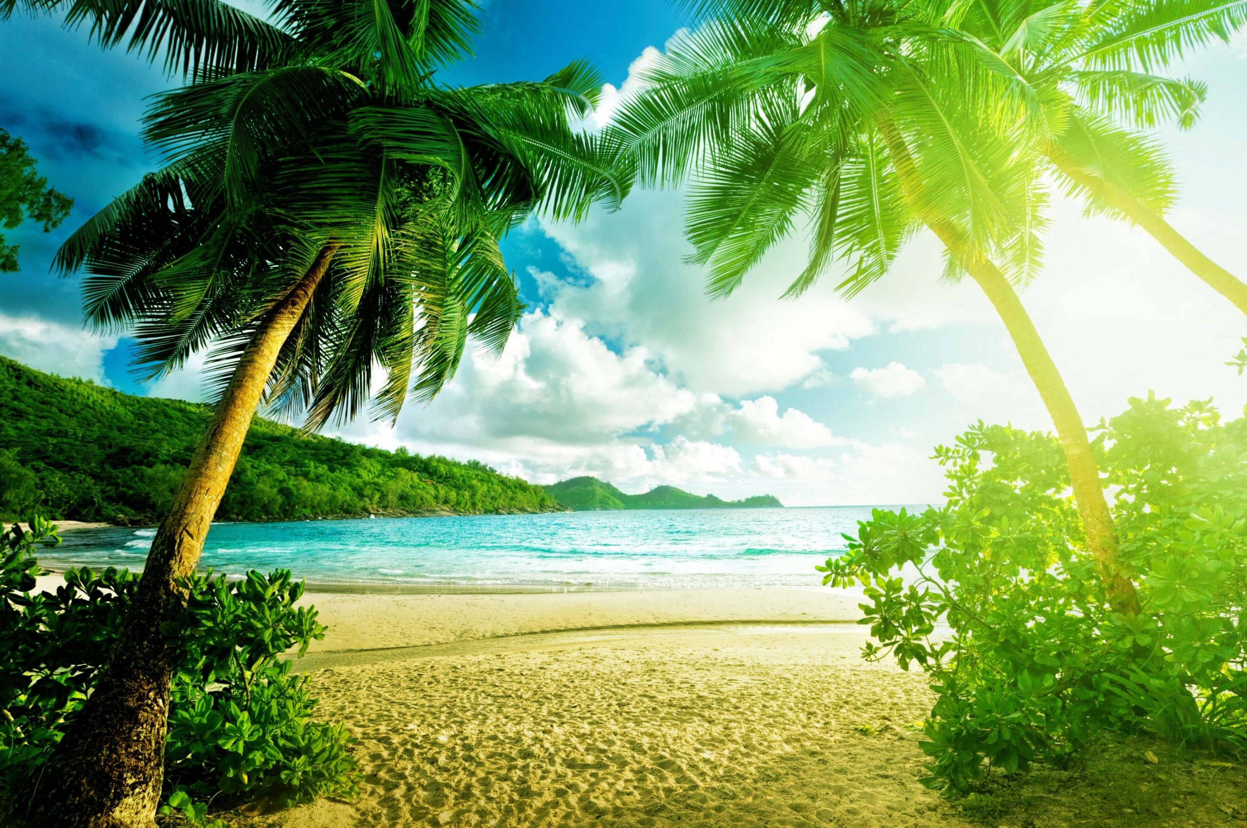寧靜海灘夏日季節 壁紙 — 熱帶海灘被茂密的棕櫚樹環繞，碧綠的海水和金色的沙灘在明亮的藍天下。