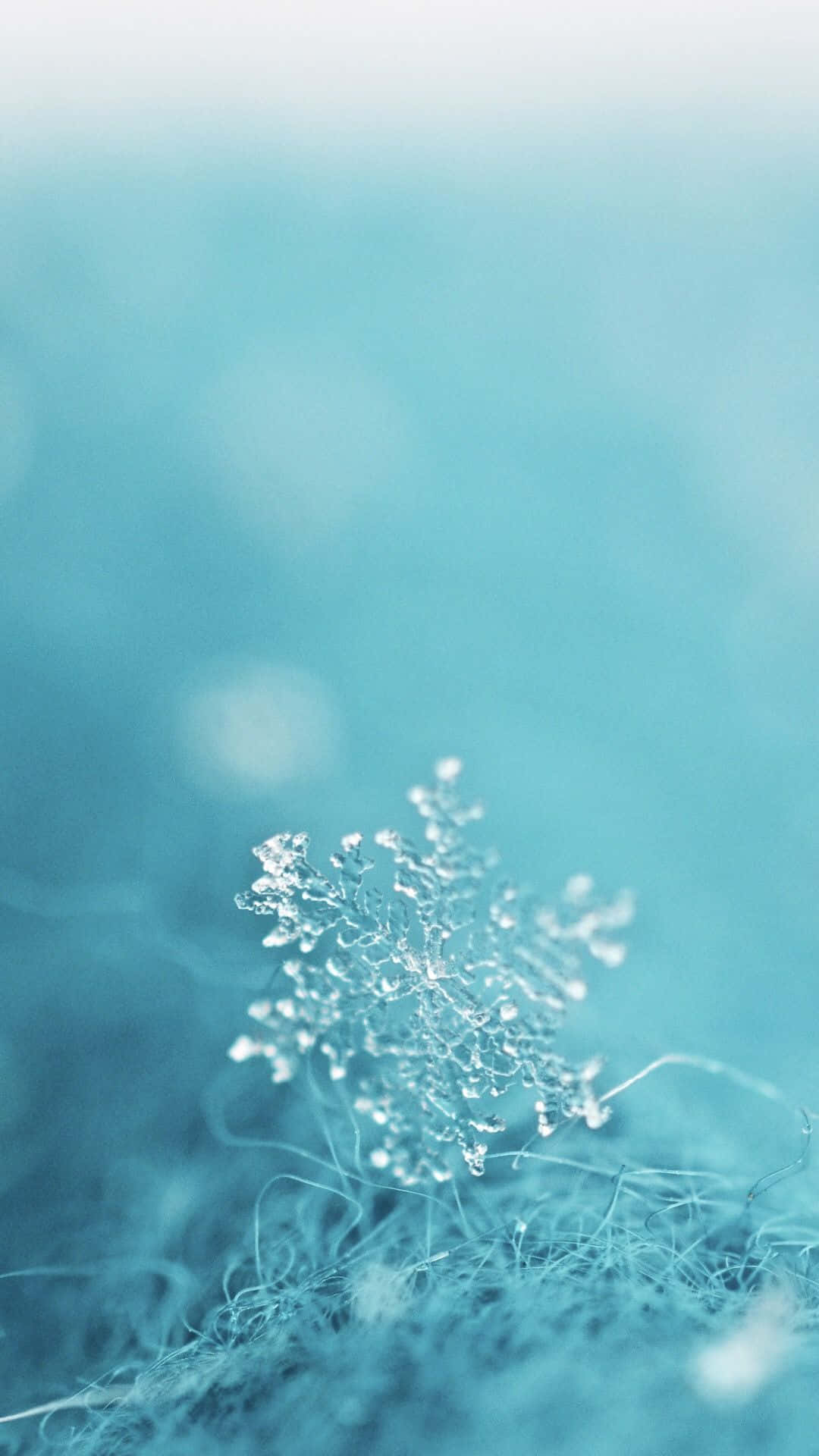 寧靜淺藍背景 壁紙 — 精緻的霜晶體停留在柔軟的藍色纖維上，背景是模糊的冰面。
