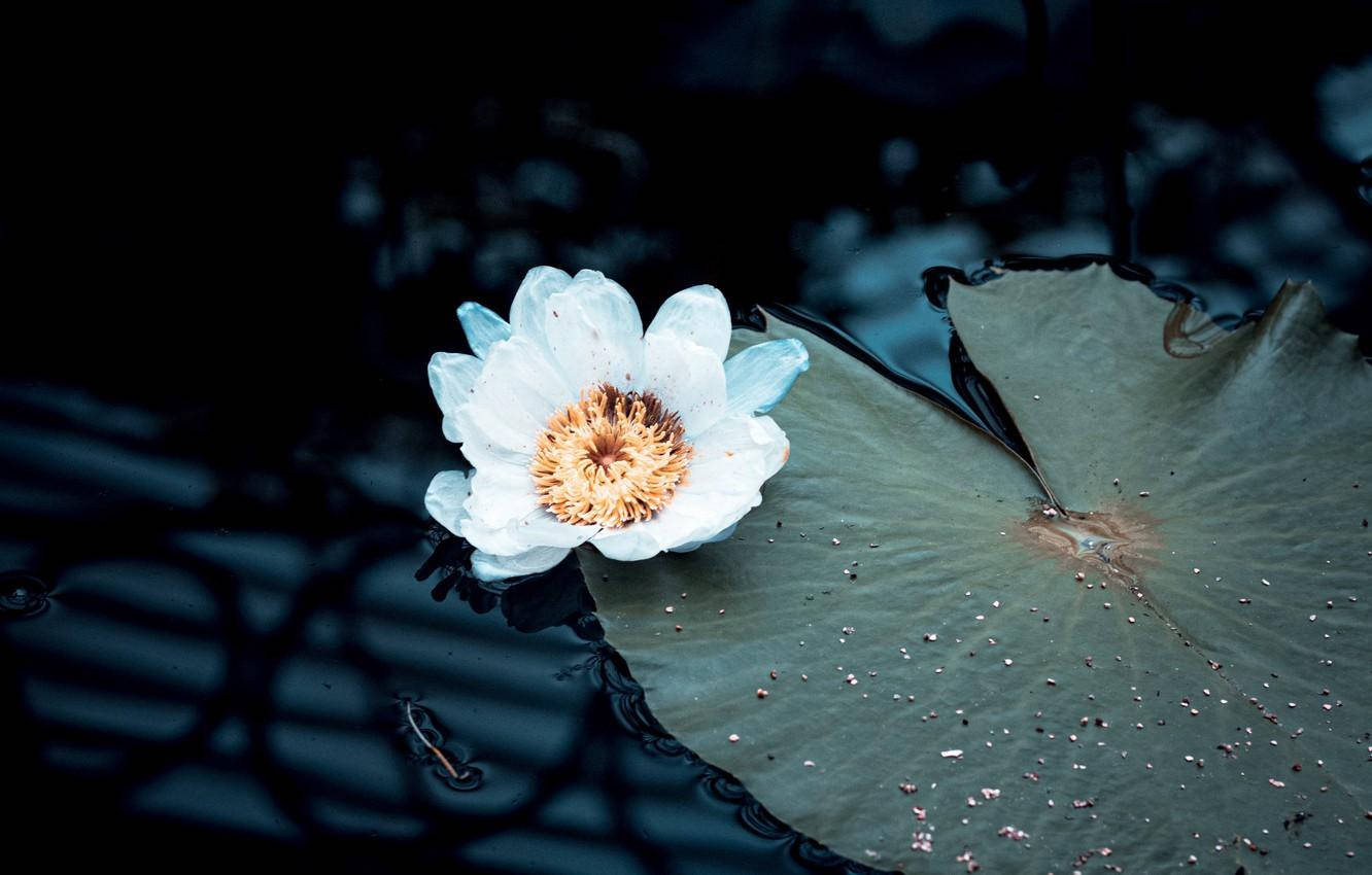 白色睡蓮，金色花心，在深色水面上荷葉旁邊