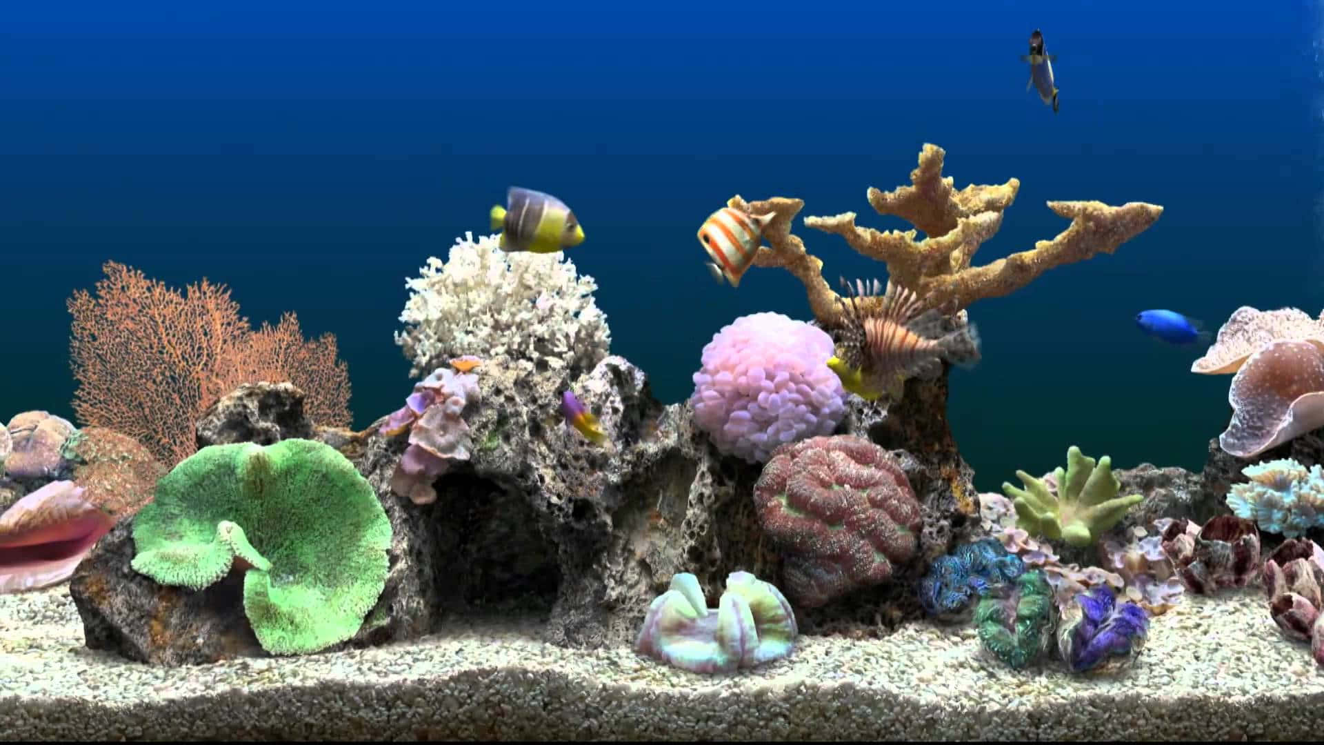 色彩繽紛的珊瑚礁，熱帶魚在清澈的藍色海水中游動。