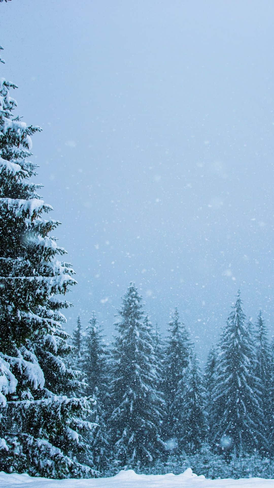 白雪覆蓋的松樹，在飄雪的寧靜冬日森林中。