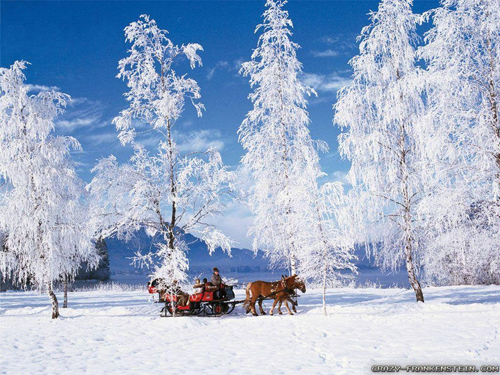 馬拉動雪橇，載著乘客穿過結霜樹木的白雪森林。