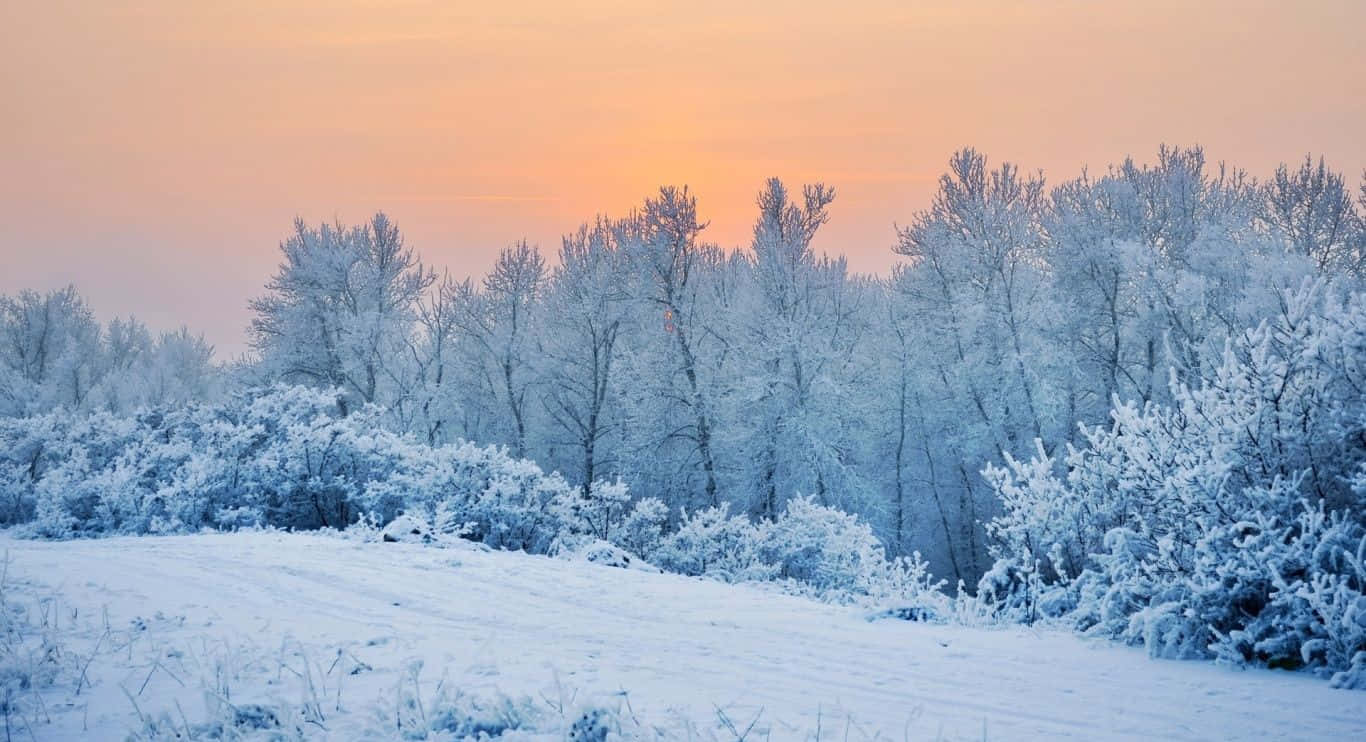Beautiful Winter 桌布 壁紙 — 寧靜的冬季日出將天空染成柔和的橙色，霜凍覆蓋著寂靜雪地上的樹木和灌木。
