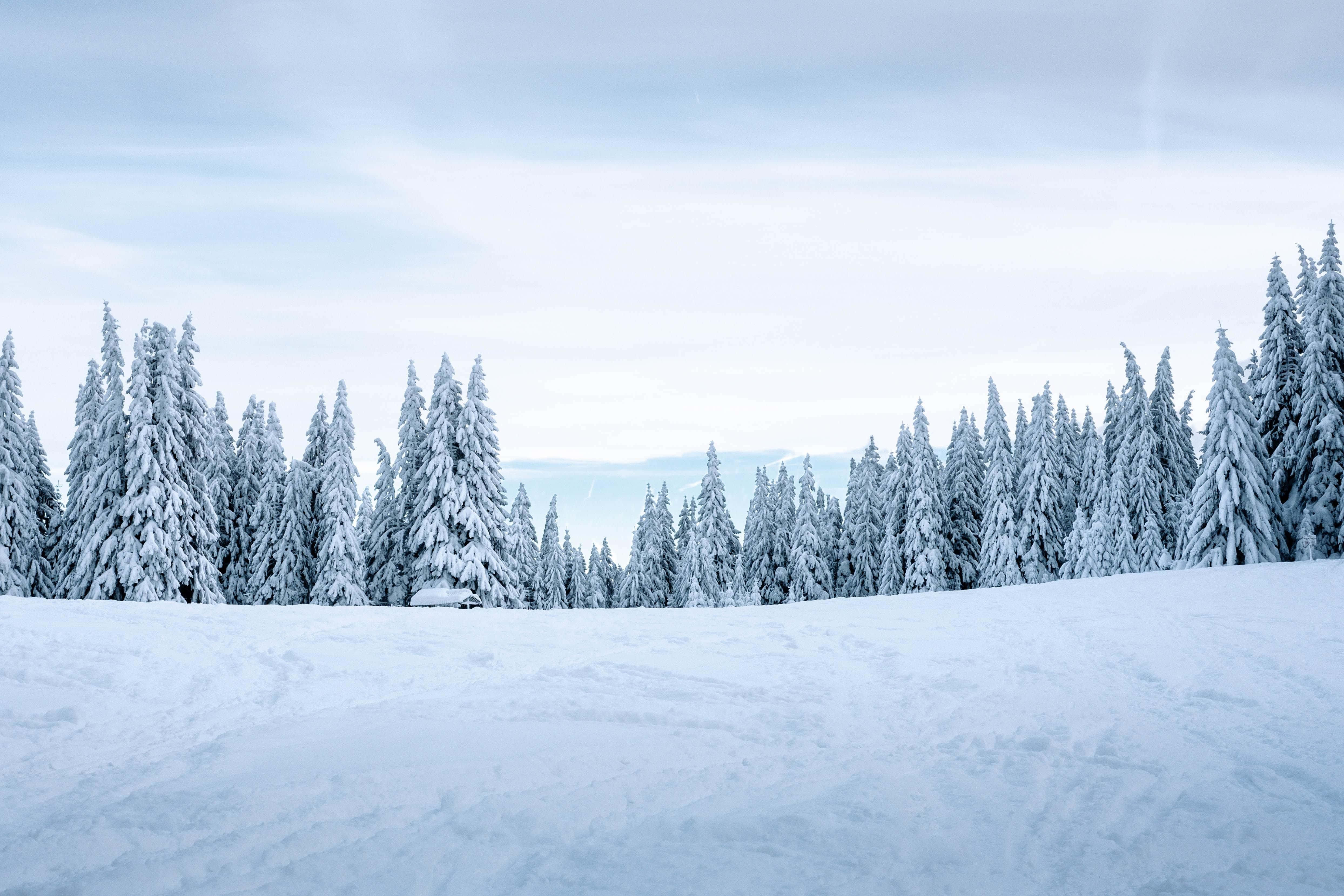 Snowy Landscape 桌布 壁紙 — 寧靜的冬季景色，白雪覆蓋的松樹在淡藍色的天空下高高聳立。