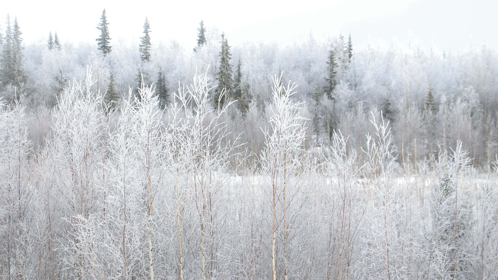 Winter Forest 桌布 壁紙 — 寧靜的冬季森林，白樺樹和常綠樹覆蓋著霜，在柔和的灰色天空下。