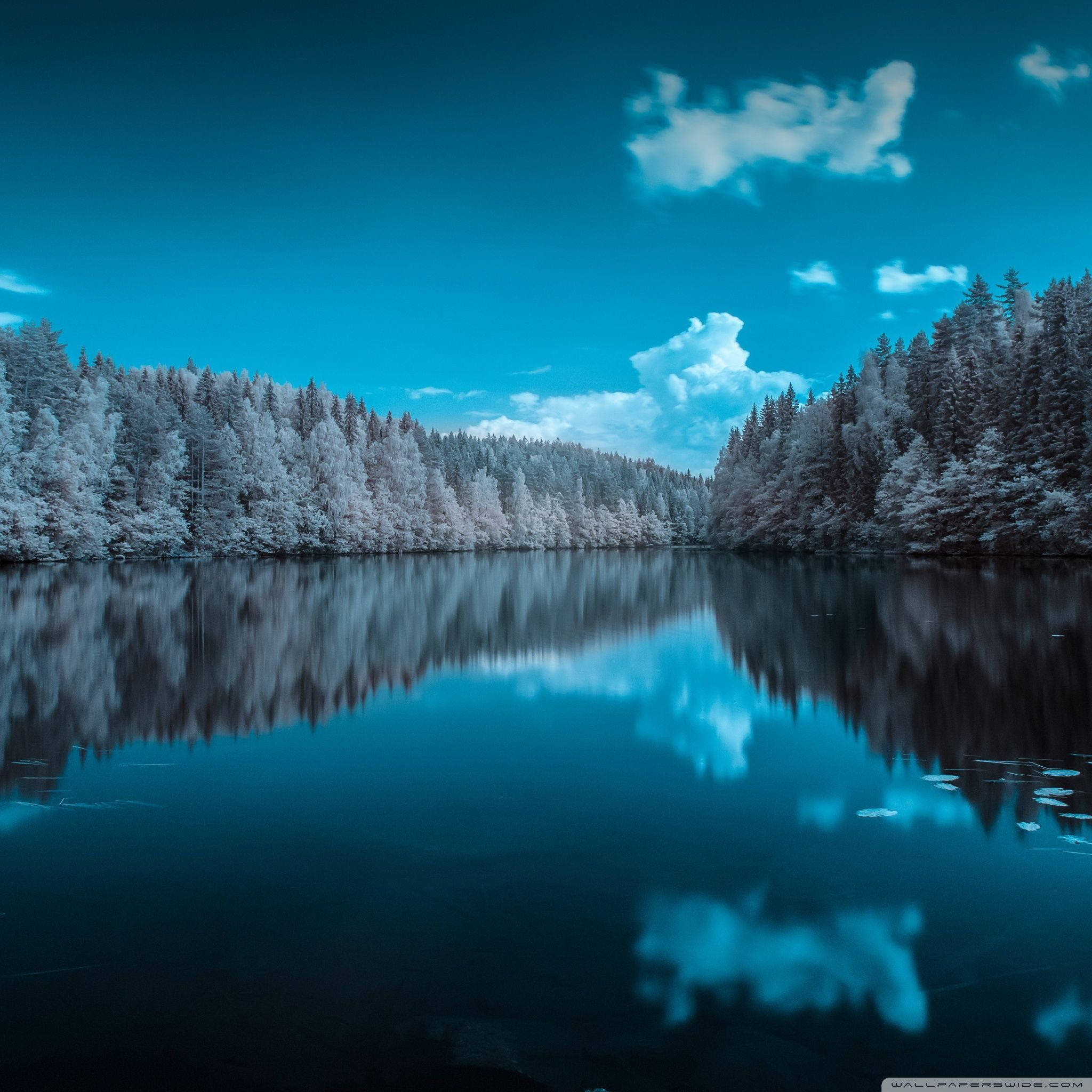 color full HD 桌布 壁紙 — 寧靜的冬日湖面映照著湛藍的天空和白雪覆蓋的松林，天空飄著柔軟的雲朵。
