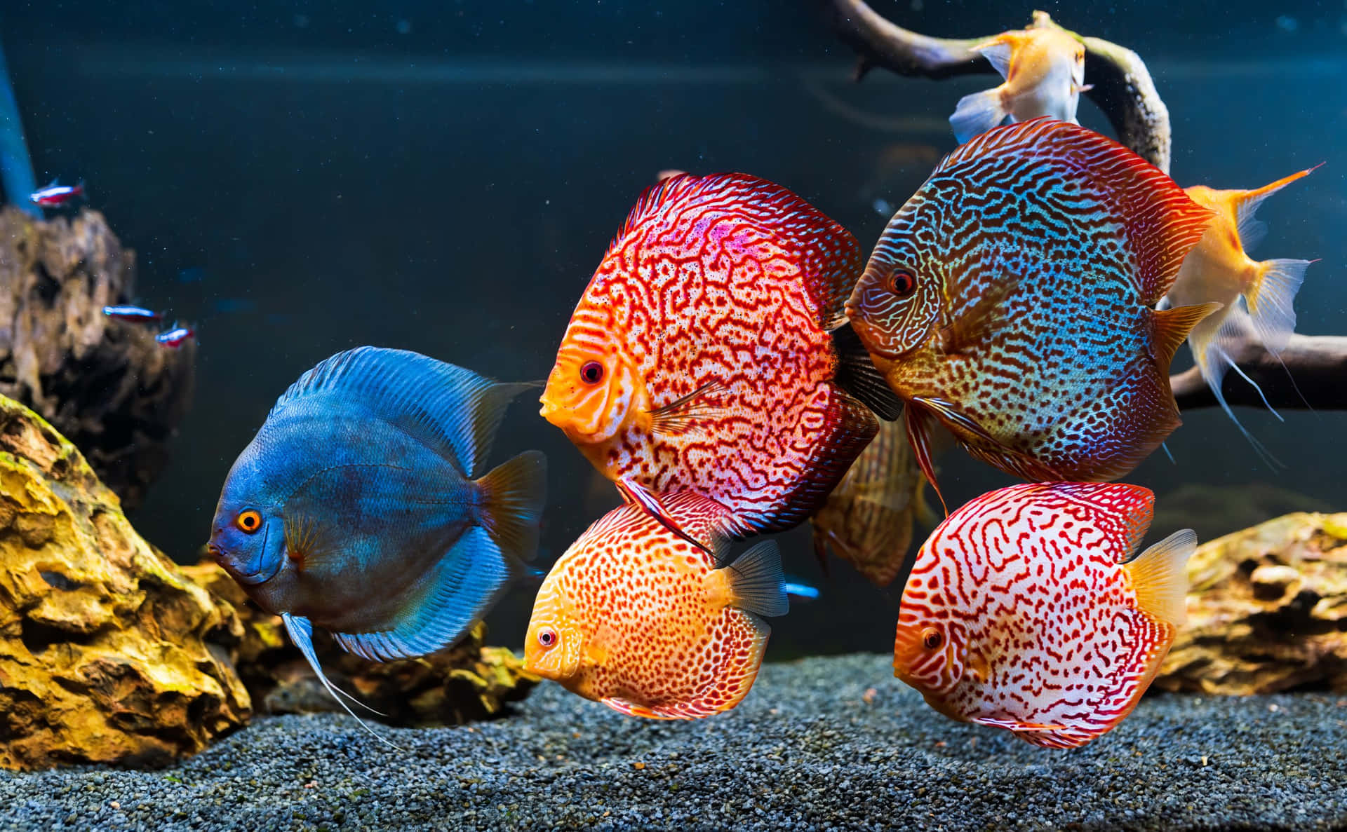 色彩繽紛的七彩神仙魚在佈滿岩石和礫石的水族箱中游動。