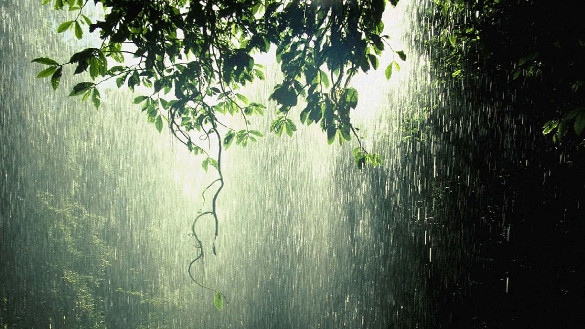 陽光穿過雨水和綠葉，照射在森林中。