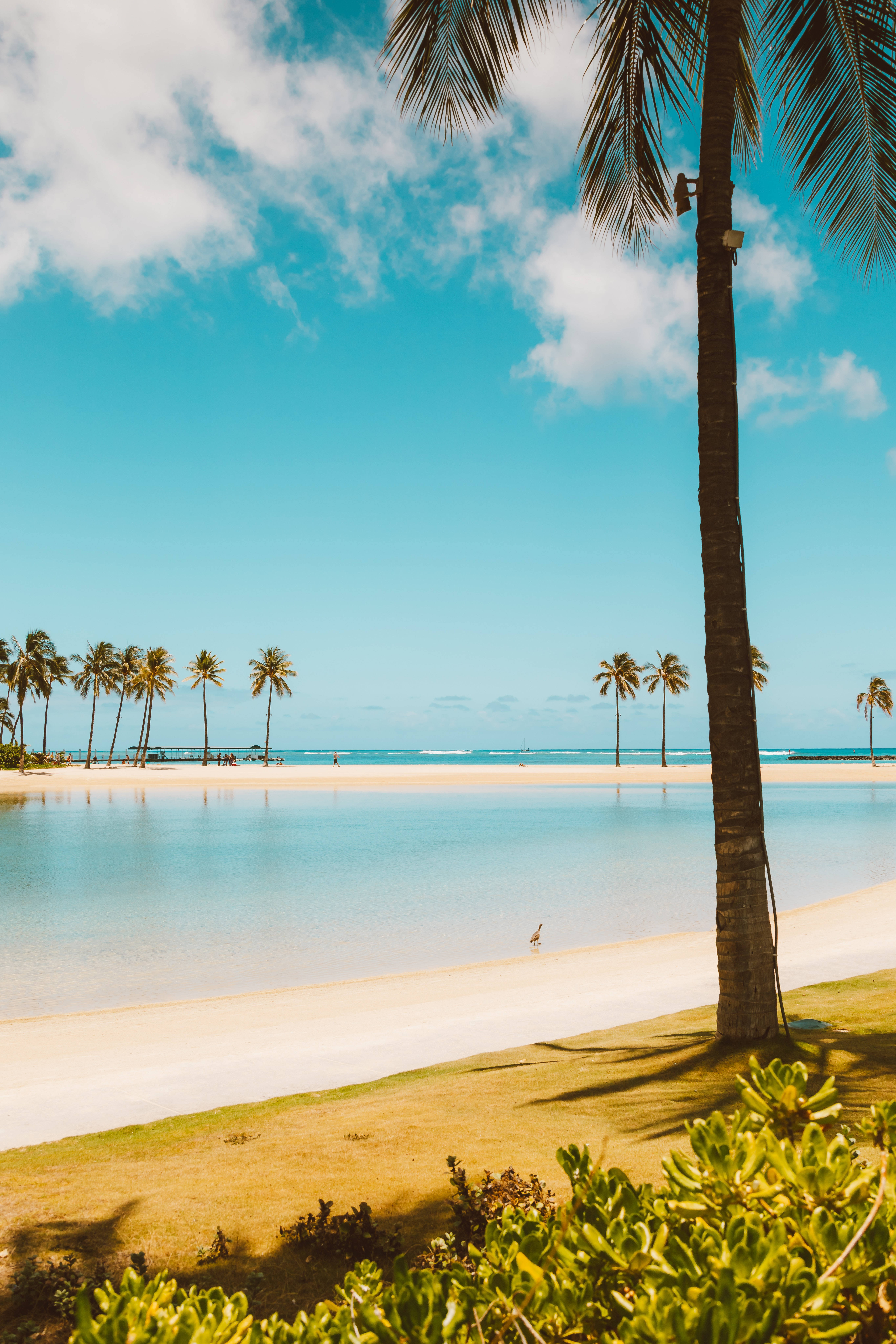 Palm Trees Beach 桌布 壁紙 — 寧靜的熱帶海灘，碧綠的海水、棕櫚樹和晴朗的藍天，在金色沙灘上投下柔和的陰影。