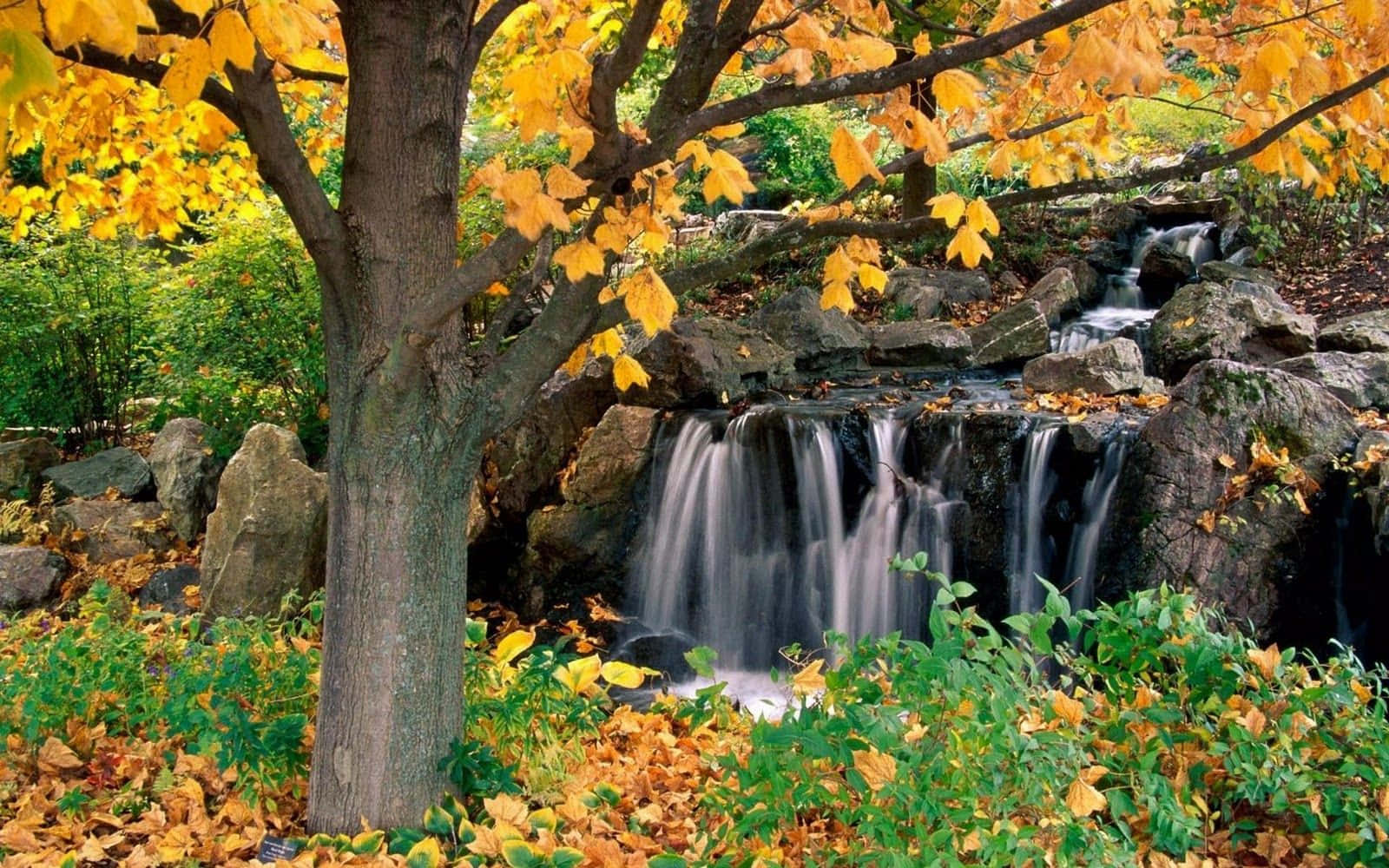 Best Autumn 桌布 壁紙 — 寧靜的秋日景象，一棵掛滿金黃葉子的樹，框住了從長滿苔蘚的岩石上傾瀉而下的瀑布。