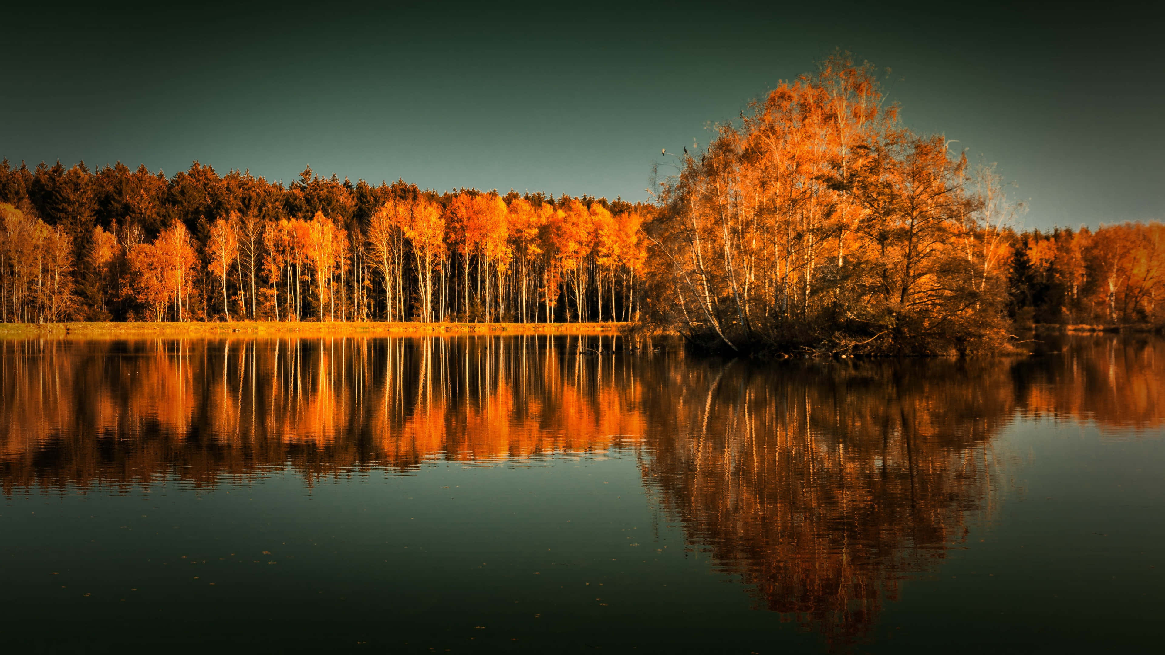 Fall Lake 桌布 壁紙 — 寧靜的秋日湖泊映照著火紅的橙色樹木，背景是深藍綠色的天空，正值黃金時刻。