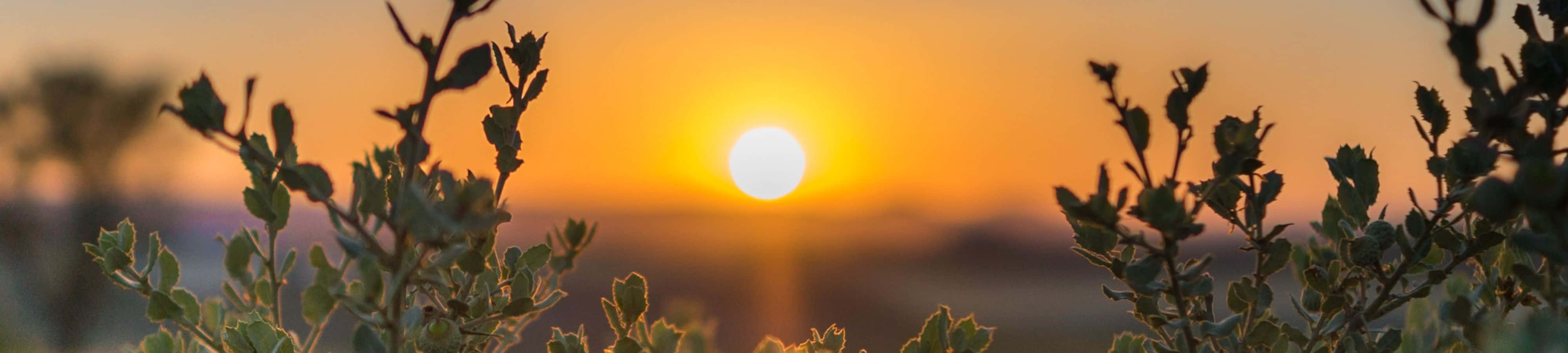 沙漠灌木後的夕陽，地平線上有金色光芒