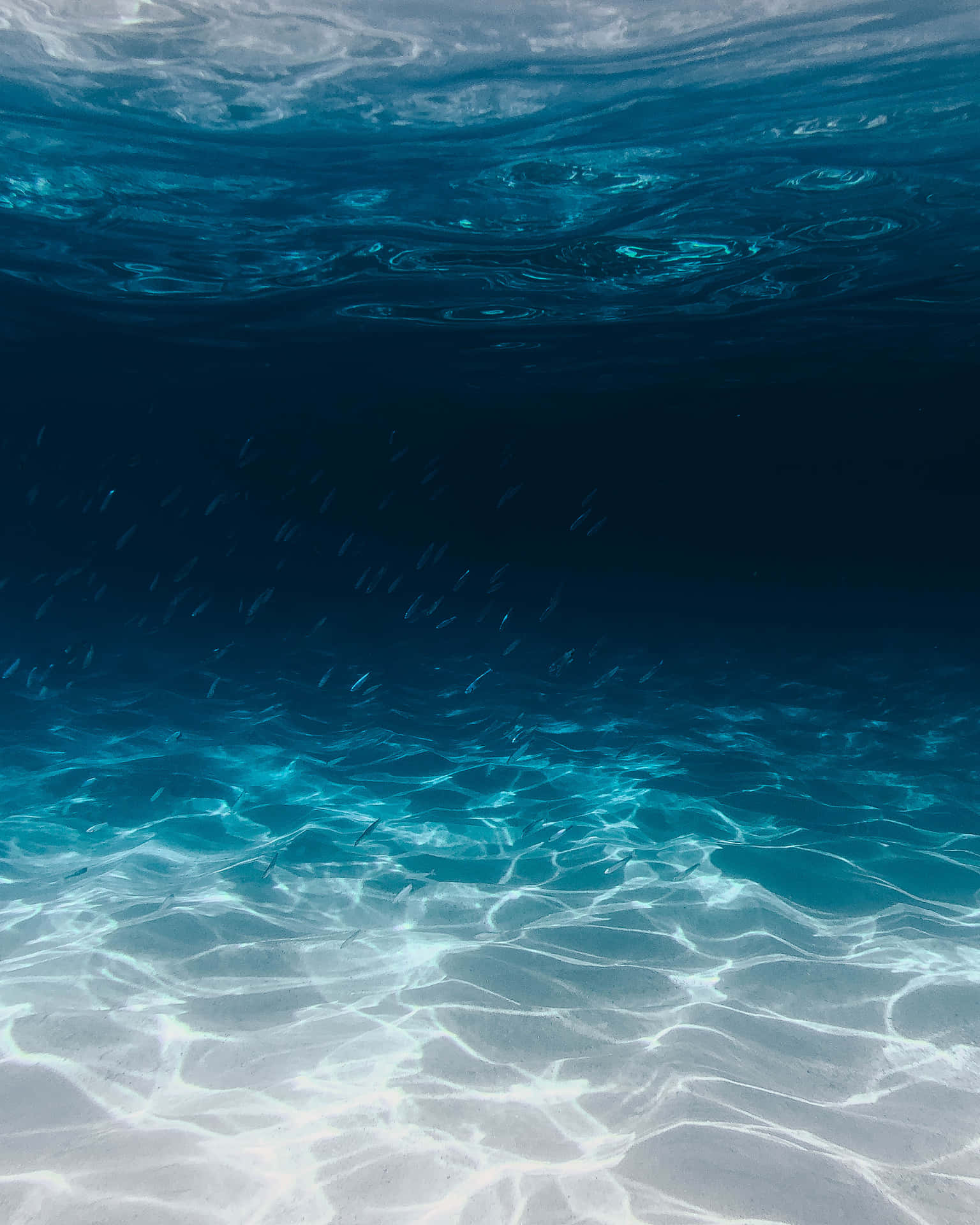 沙質海床上的陽光圖案，魚在水下游泳。