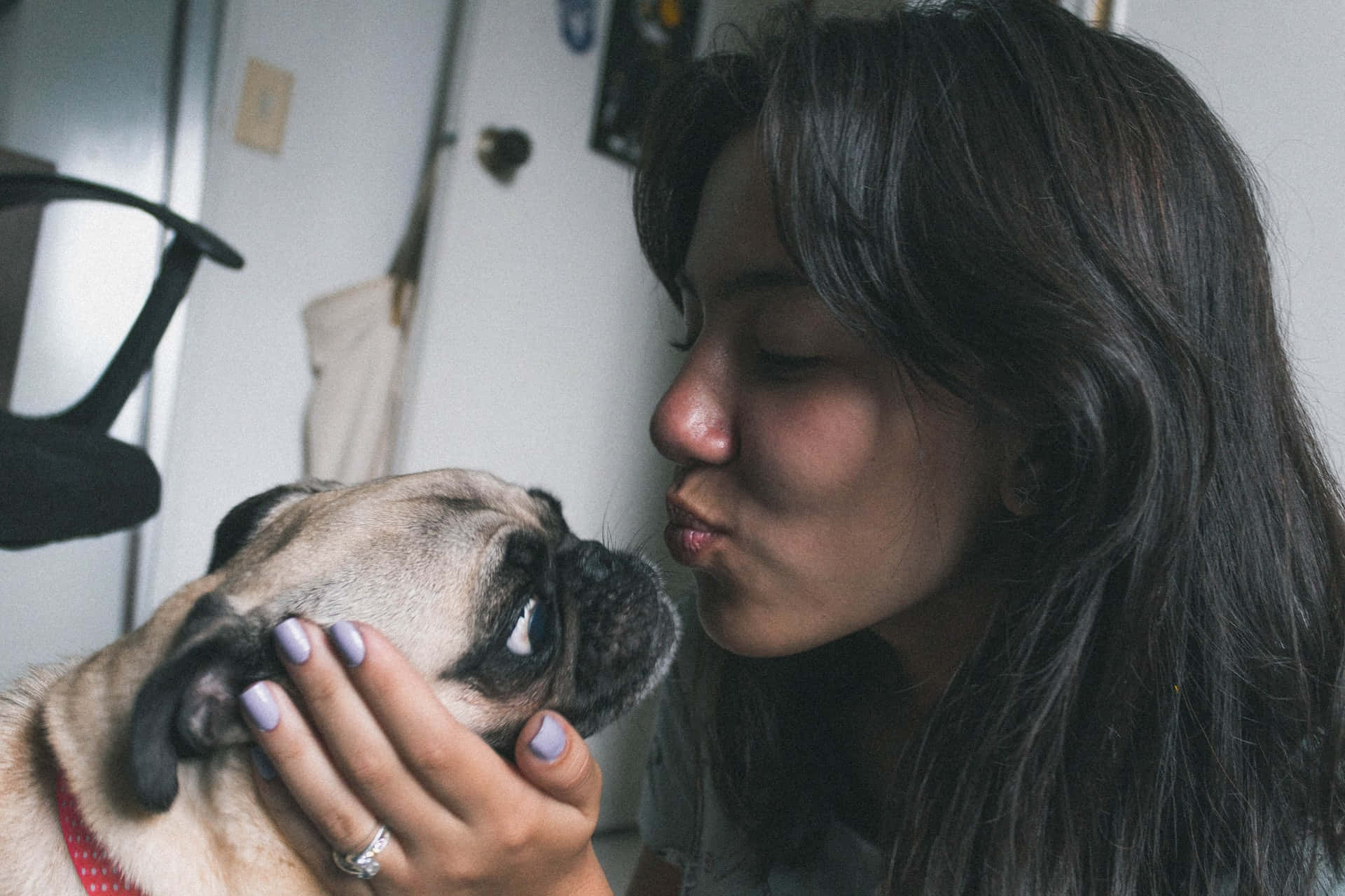 女士在室內親吻八哥犬的額頭。