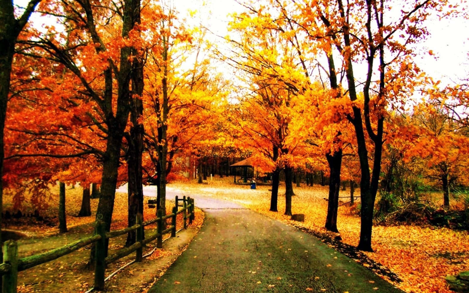 寧靜的高大樹林 壁紙 — 一條蜿蜒的鋪砌小徑穿過一片火紅橙紅色的楓樹林，落葉鋪滿地面。