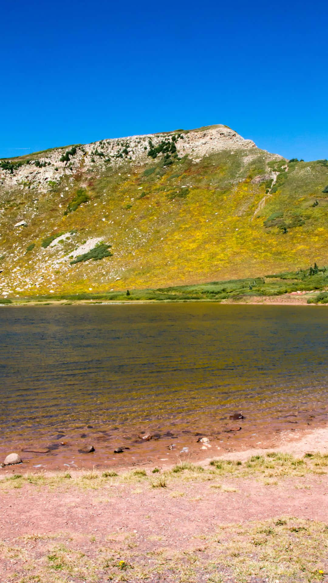Pink Beach 桌布 壁紙 — 寧靜的高山湖泊映照著清澈的藍天，陽光普照的山坡上開滿了金色的野花。
