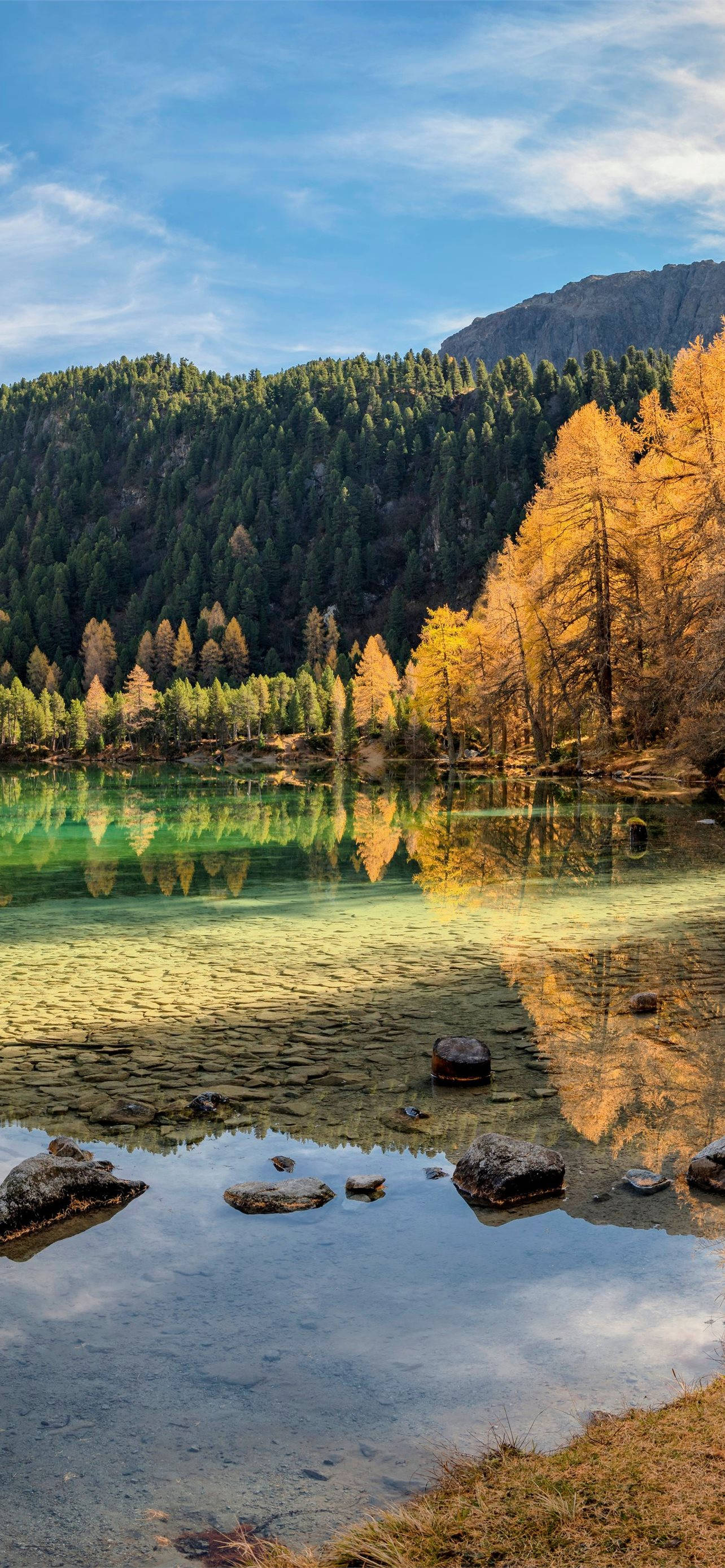 Europe 桌布 壁紙 — 寧靜的高山湖泊映照著金黃色的落葉松和常綠樹，天空湛藍，雲朵點綴其間。