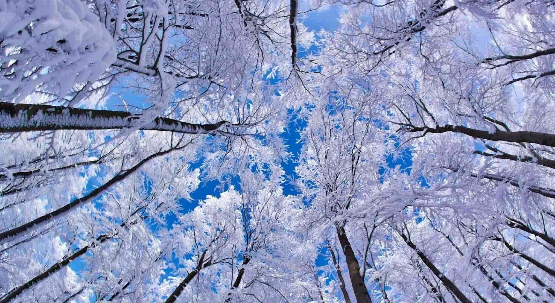 冬日裡，白雪覆蓋的樹木伸向明亮的藍天。