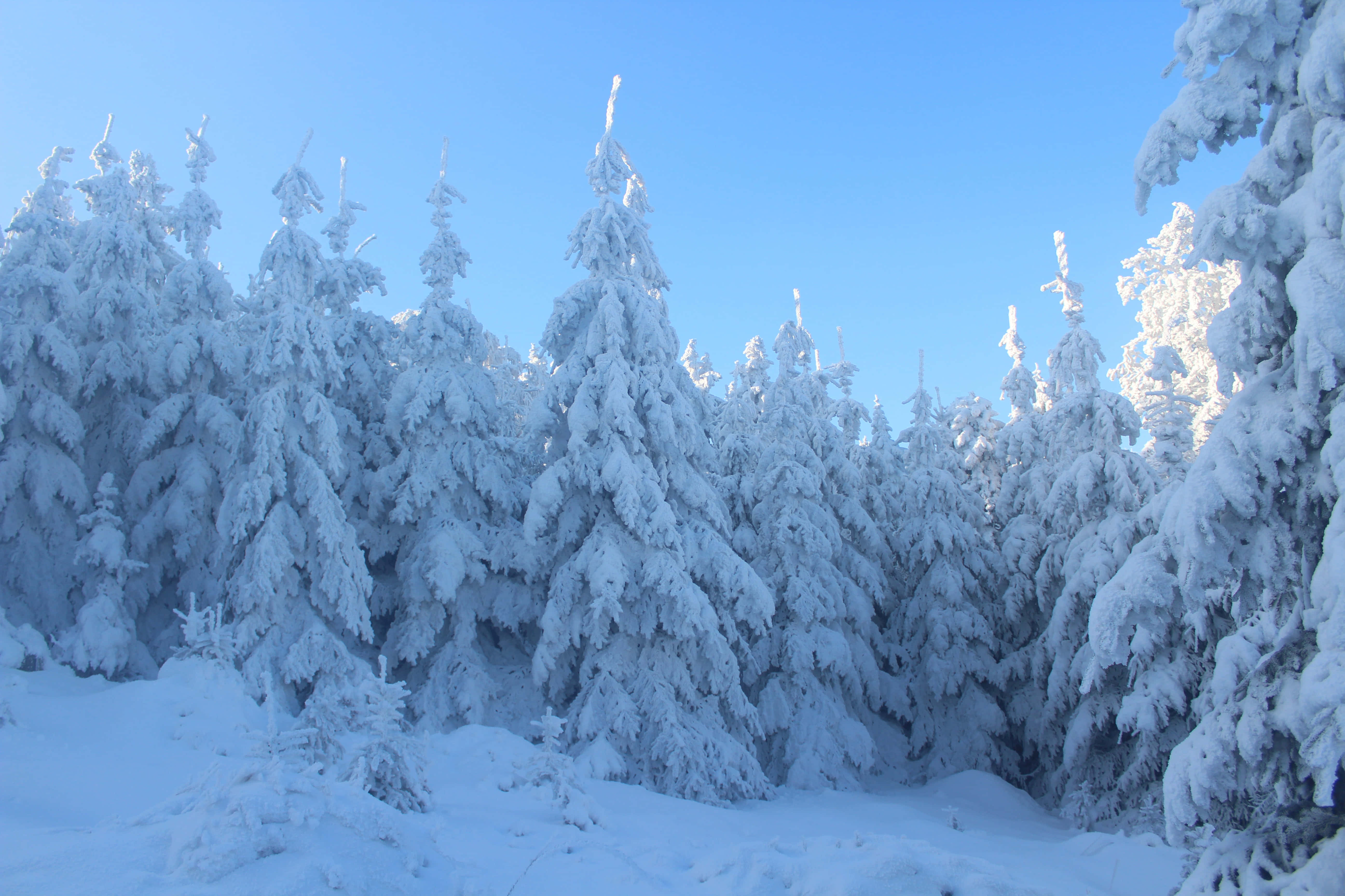 寧靜祥和的冬季仙境 壁紙 — 積雪的常綠樹在晴朗的藍天下，矗立在寧靜的冬季森林中。
