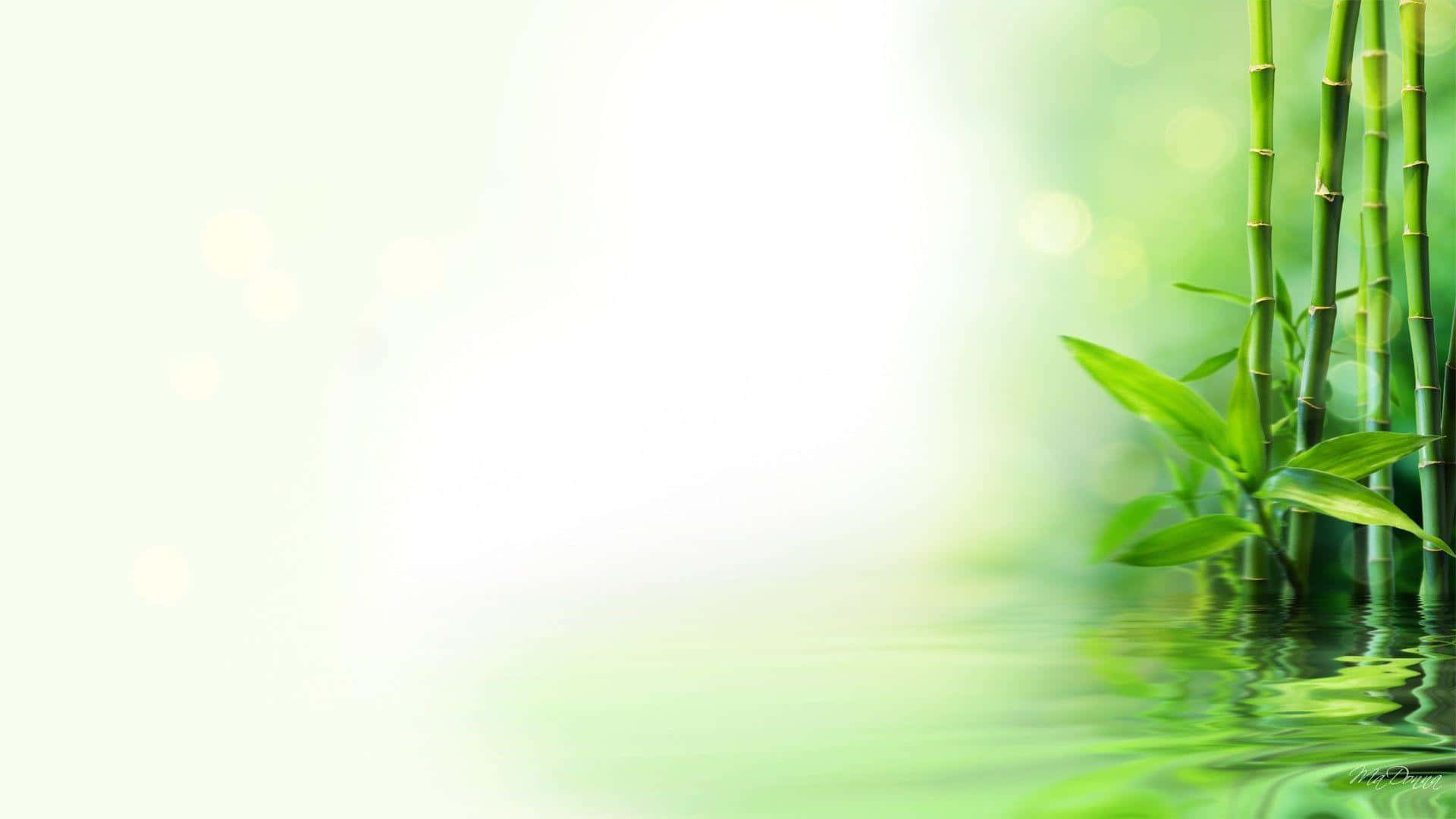寧靜竹林桌面場景 壁紙 — 竹的莖和葉在柔和的光線下輕輕倒映在平靜的水面上。