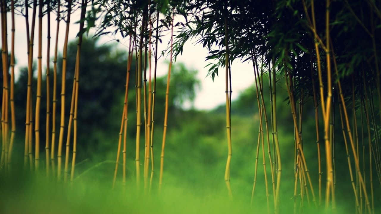 白天在茂密的綠色森林中的高大竹莖