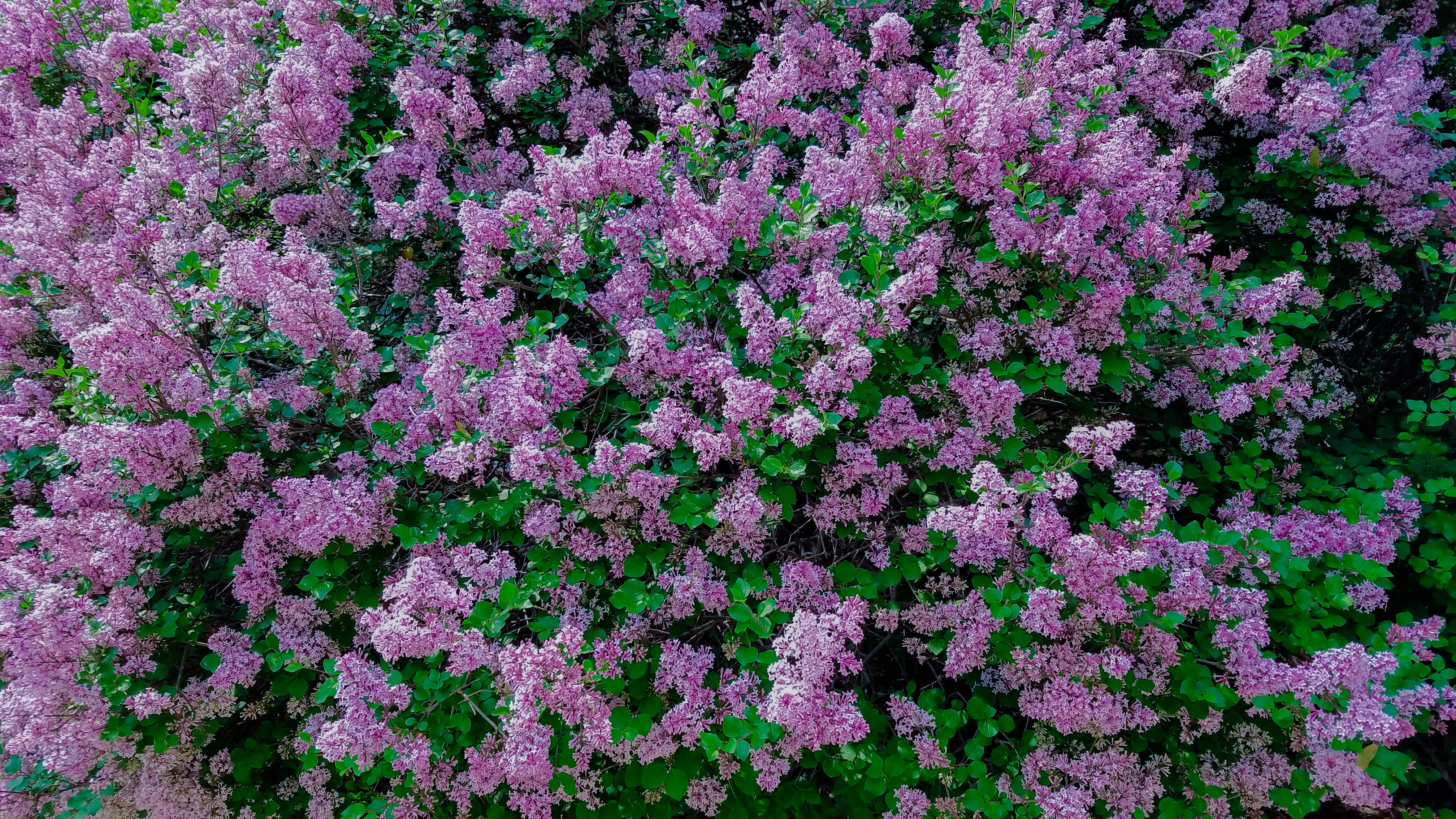 寧靜紫色花朵 壁紙 — 一叢茂盛的鮮紫色丁香花，在春意盎然中，在翠綠的葉子襯托下，繁茂地盛開。