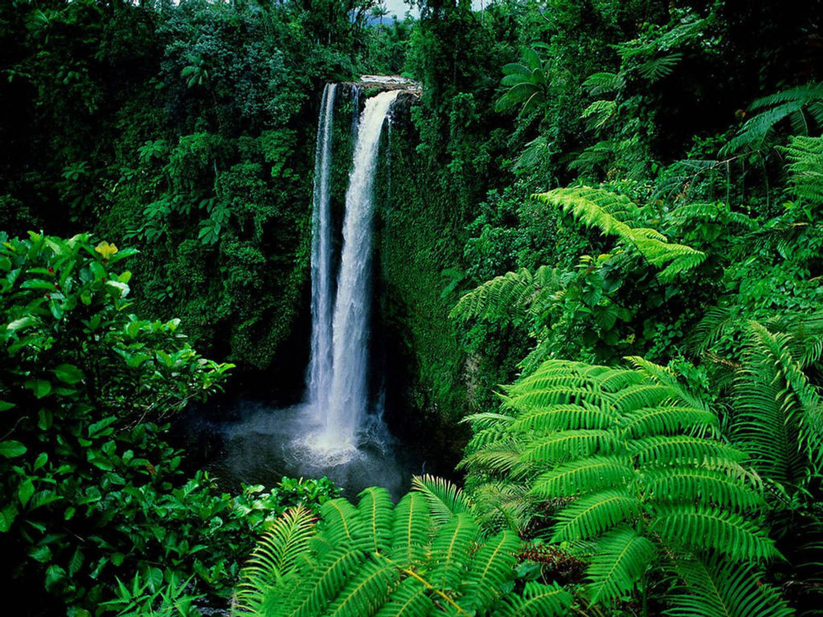 一道高瀑布落入一個被茂密綠色蕨類植物和叢林植被環繞的水池。