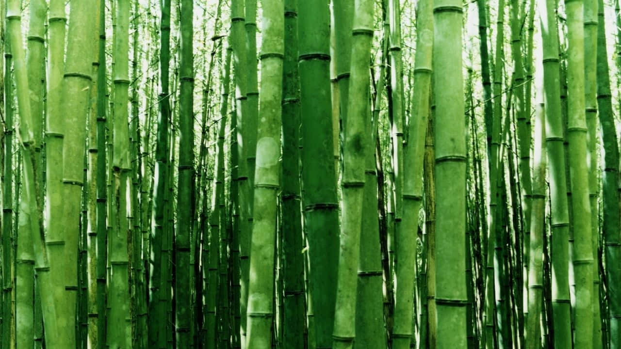 高大的綠色竹莖形成茂密的森林樹冠，斑駁的陽光透過樹冠灑落。