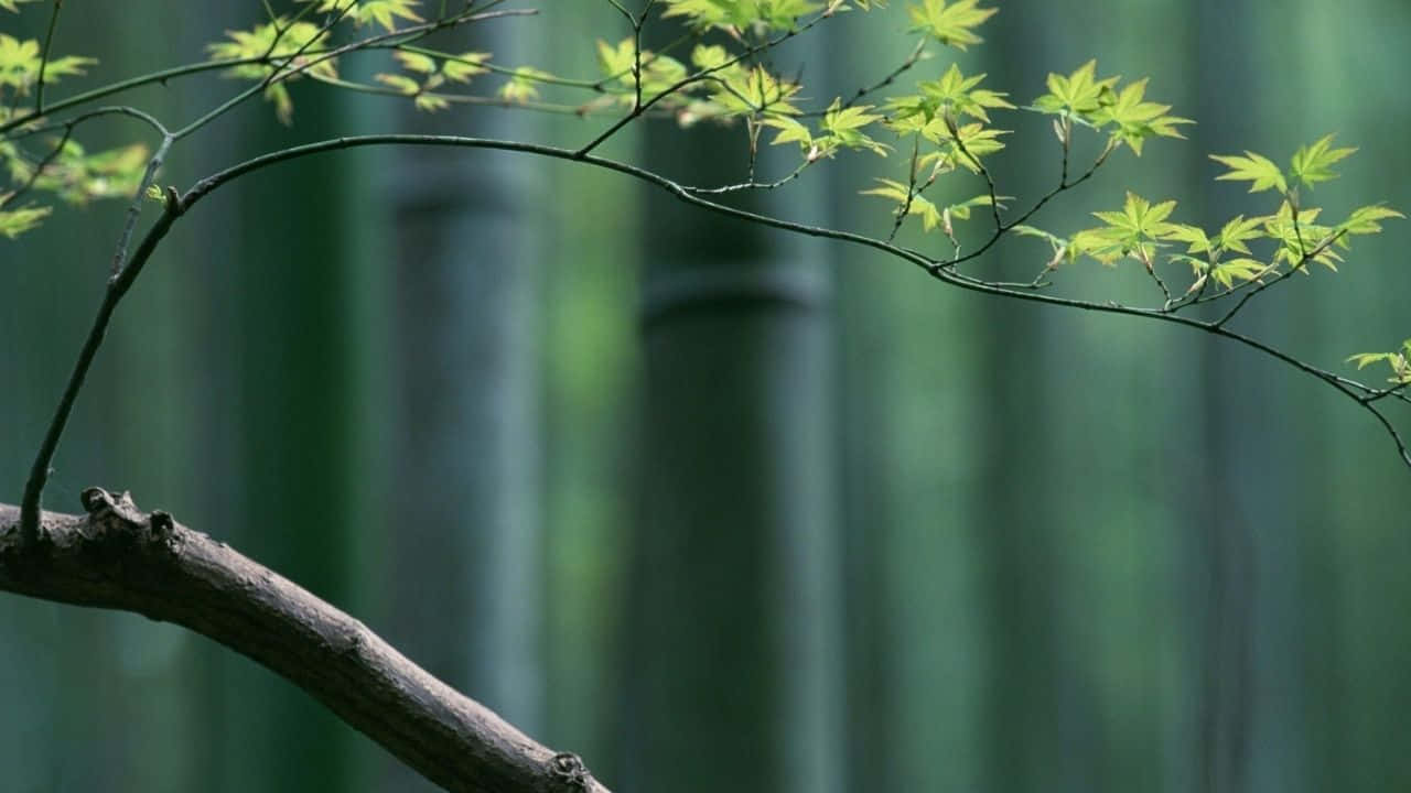 竹林中新長出綠葉的樹枝