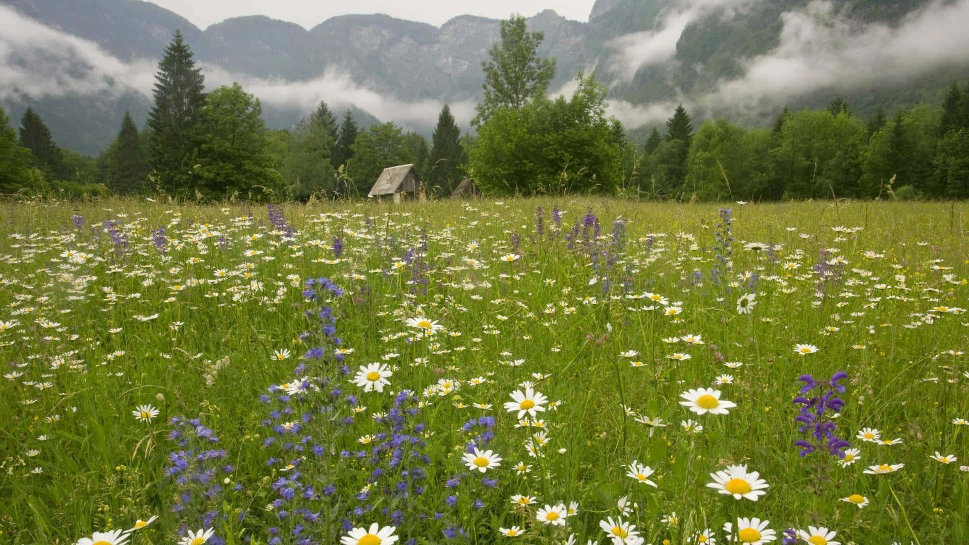 寧靜草地風景 壁紙 — 一片茂盛的草地，開滿了白色雛菊和紫色野花，在陰天中延伸向霧氣瀰漫的森林覆蓋的山脈。