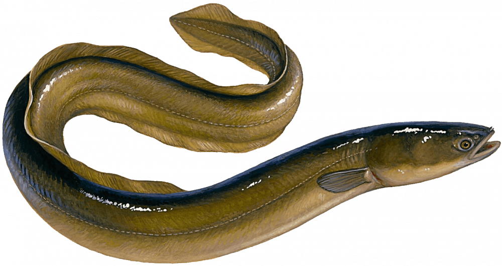 寫實鰻魚插畫 壁紙 — 一條盤繞的鰻魚的詳細插圖，帶有橄欖綠色鱗片和深色背紋，背景為紋理灰色。