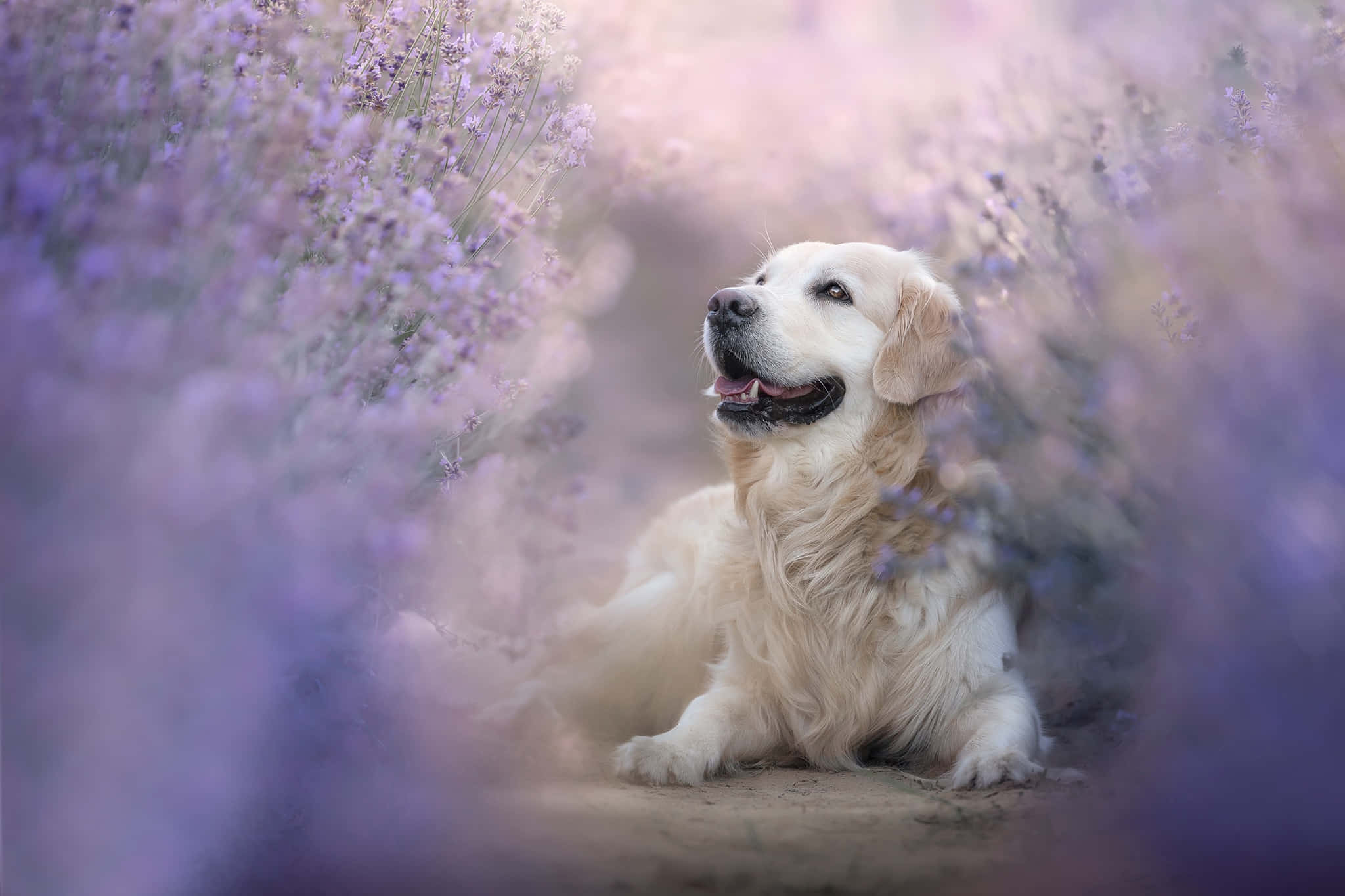 寵愛我的金毛尋回犬，給予無數擁抱 壁紙 — 一隻金毛尋回犬在夢幻朦朧的天空下，於柔軟的紫色薰衣草田中平靜地休息。