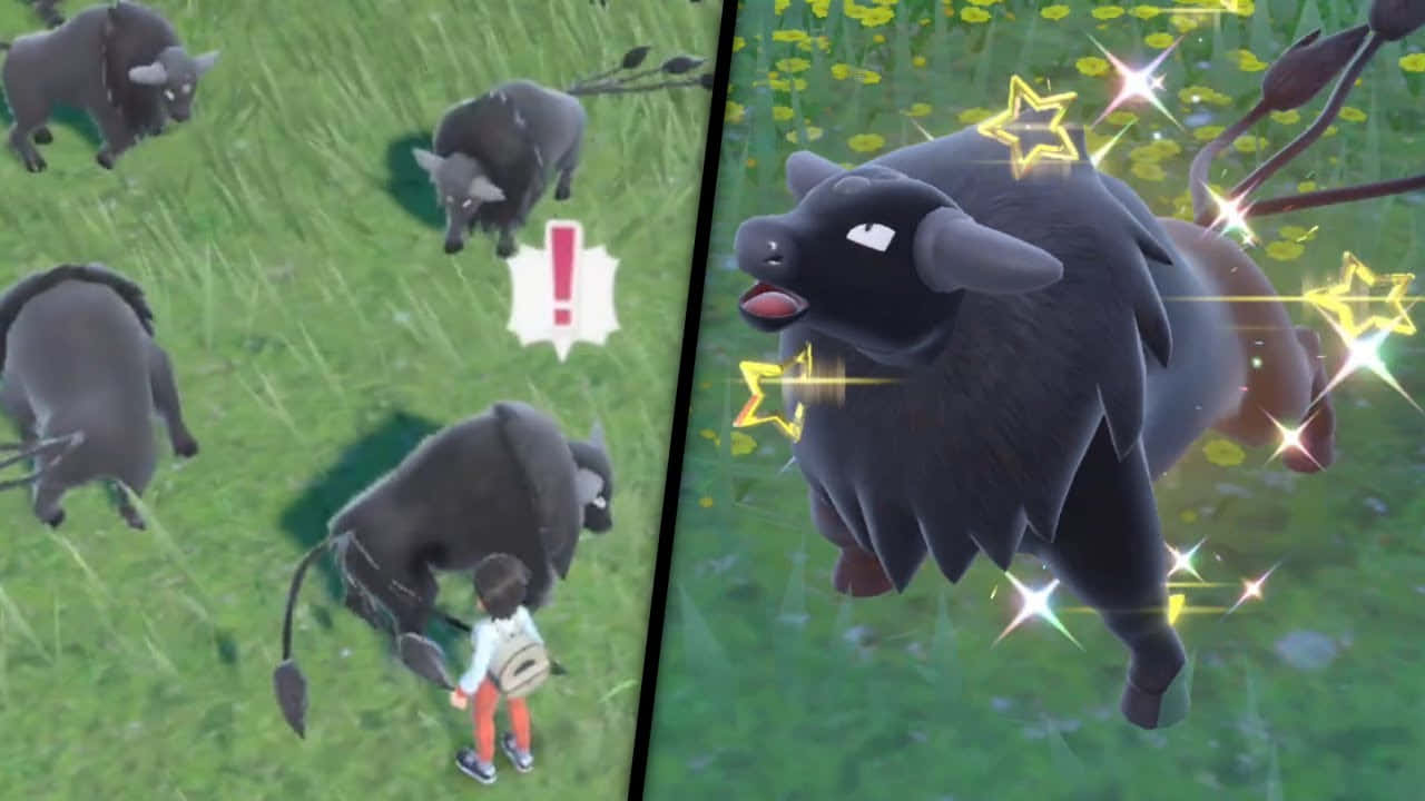 寶可夢世界中的威武 Tauros 壁紙 — 玩家角色在草地上面對一群暗色野牛，其中一頭野牛在分割畫面遊戲場景中閃耀著金色星星。