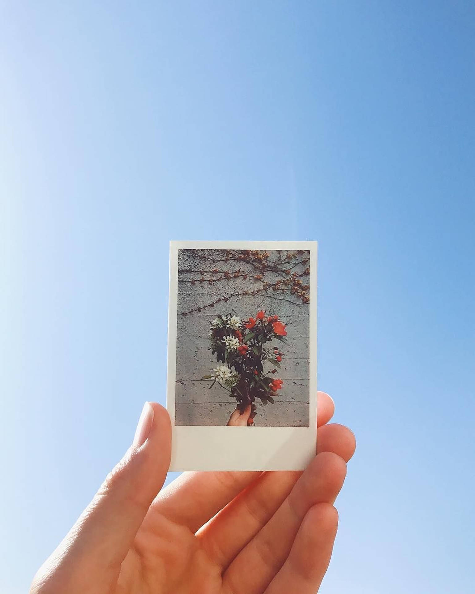 手拿著紅白花朵的寶麗來照片，背景是藍天。